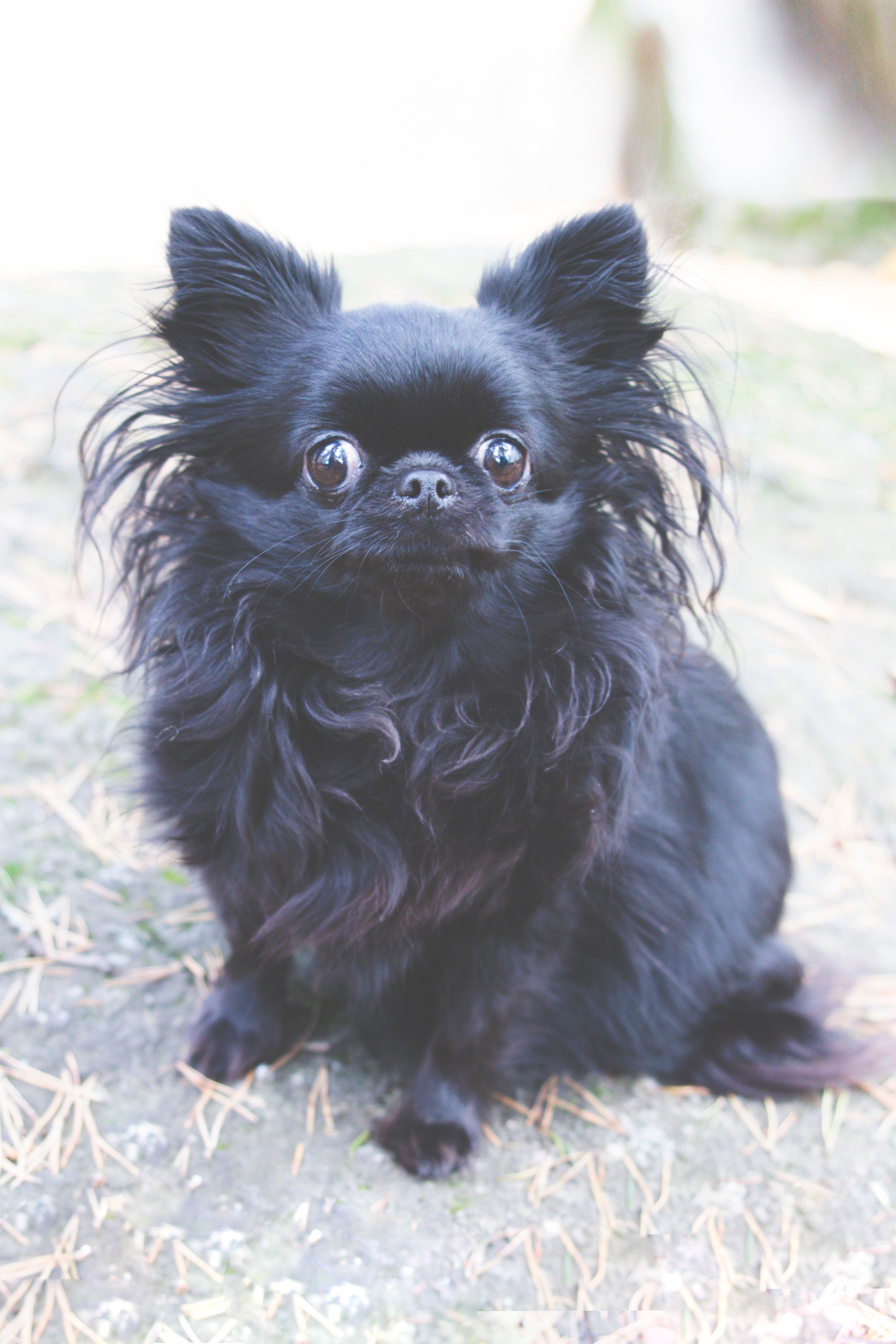 Lemmikit. Senjakulmala.fi