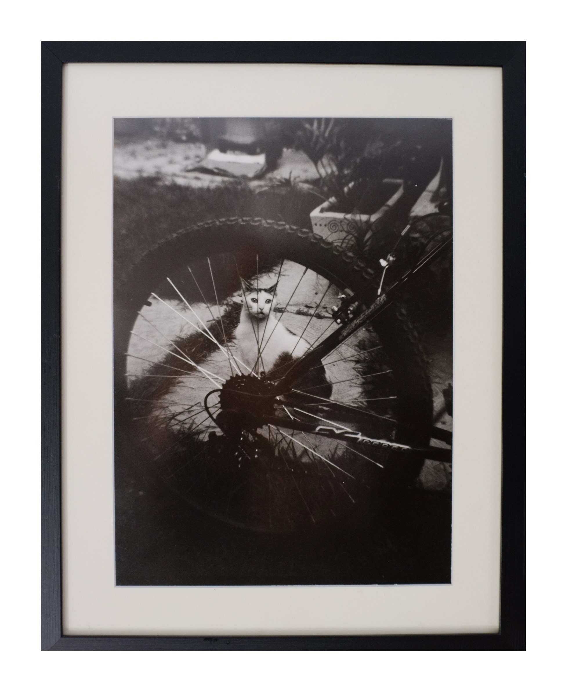 Cat Caravan. Natalia Parfenova visual artist film photographer