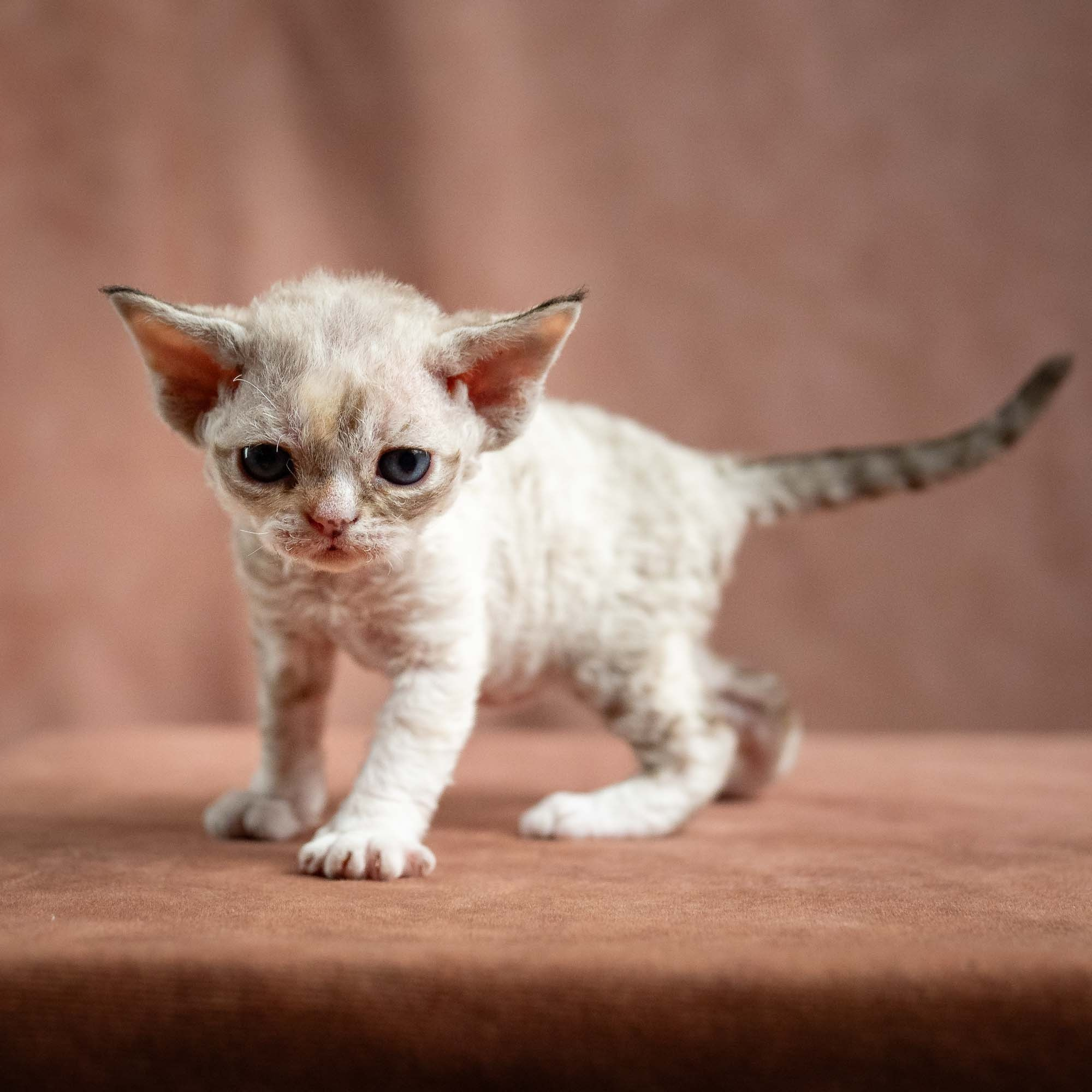 Nova, girl, born 01.17.26. Devon Rex Pixie Cattery