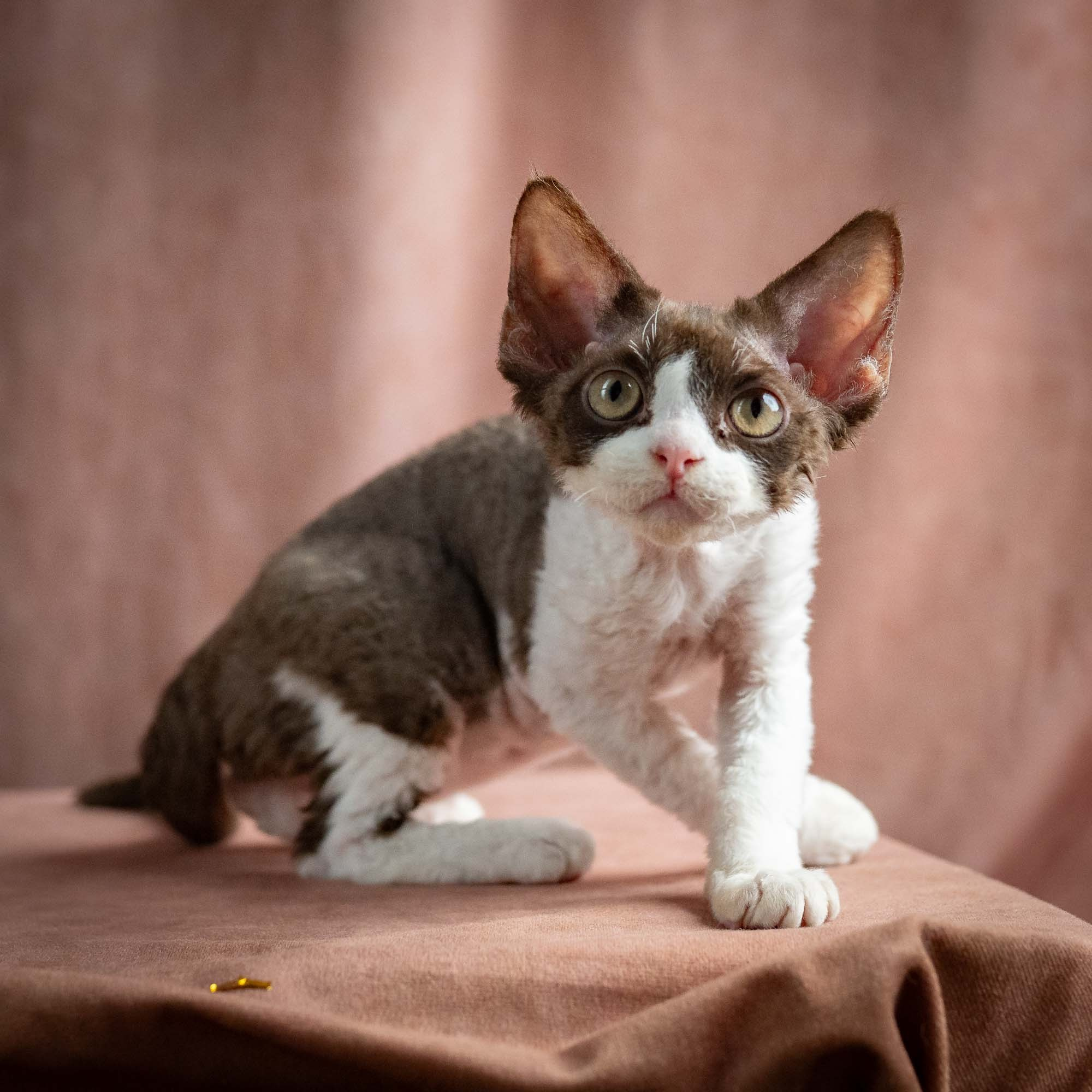 Pascal, boy, born 02.11.26. Devon Rex Pixie Cattery