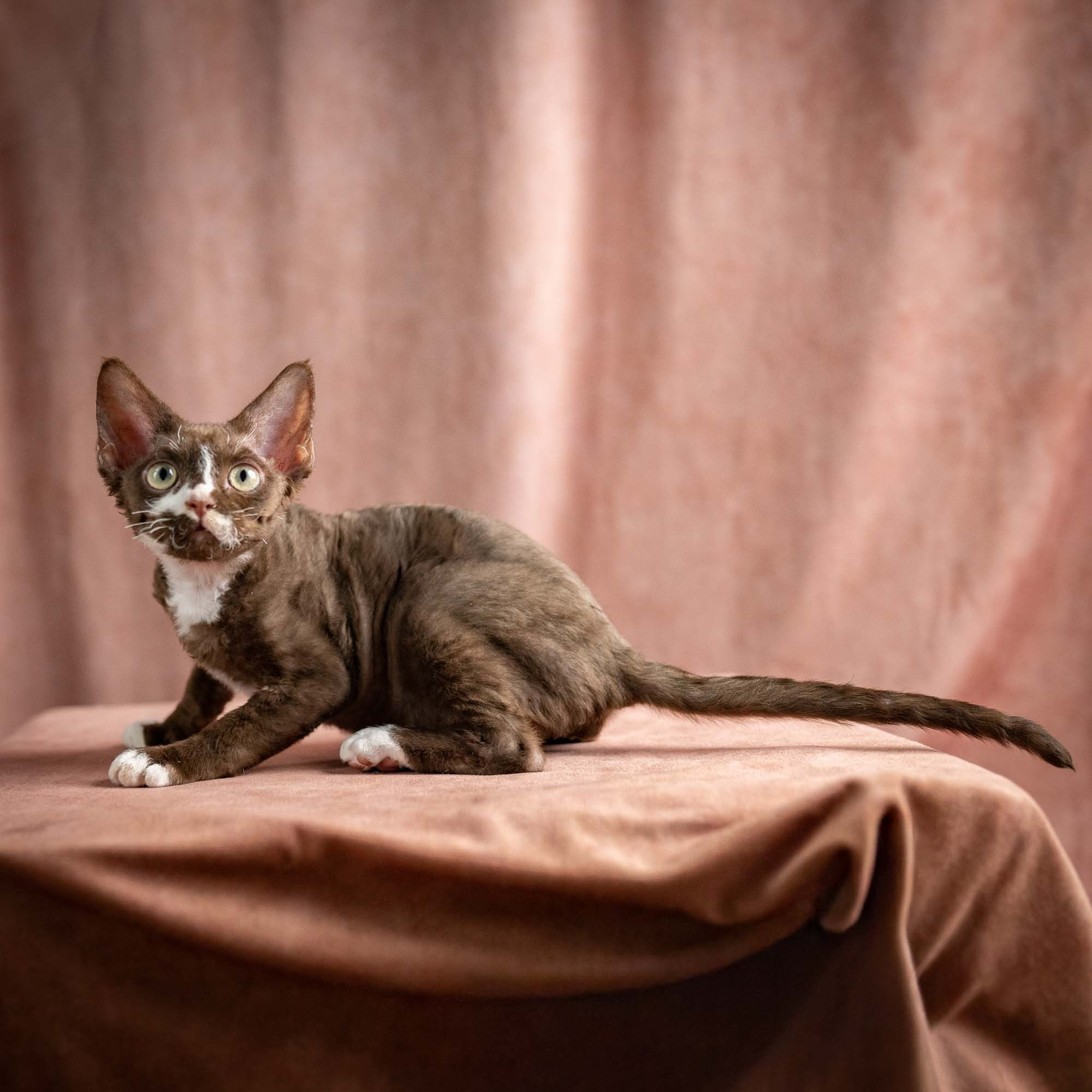 Preston, boy, born 02.11.26. Devon Rex Pixie Cattery