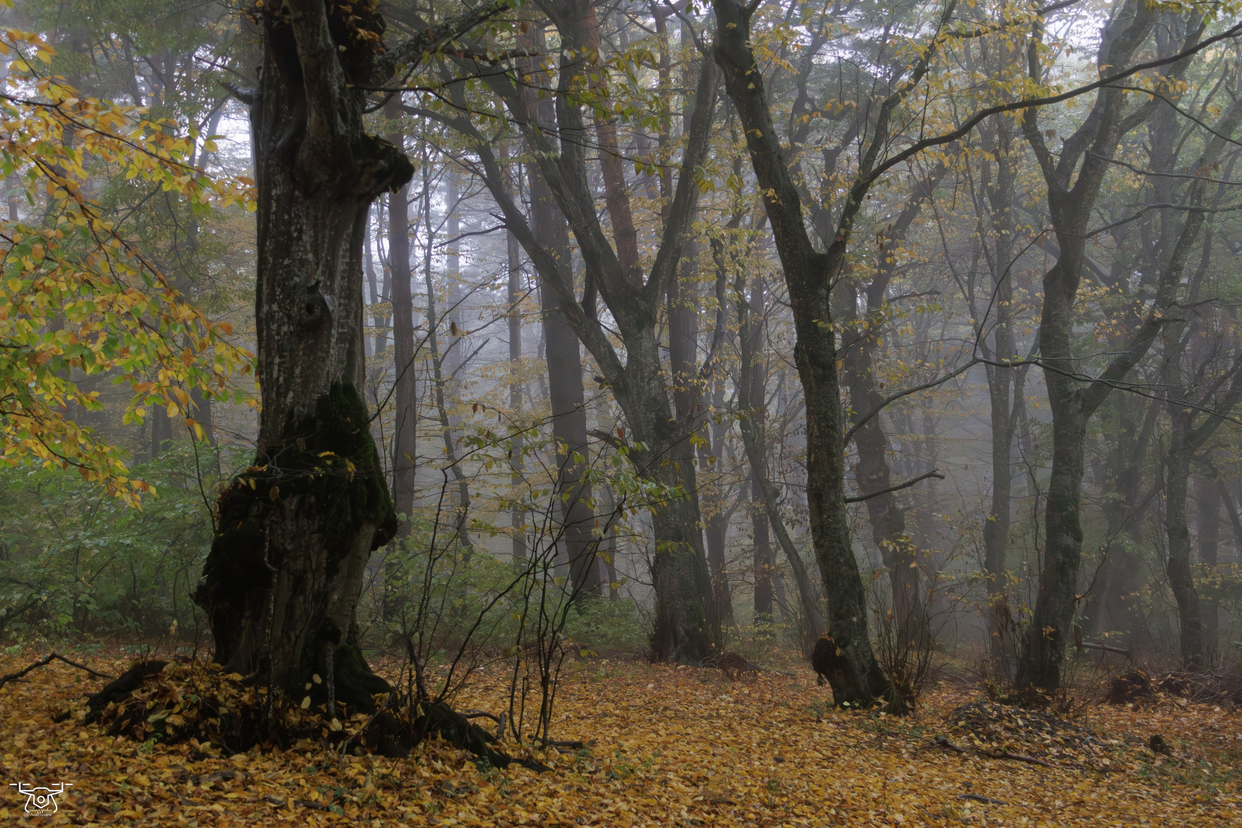 კოჯრის ტყის ნისლები. FramefreeMan