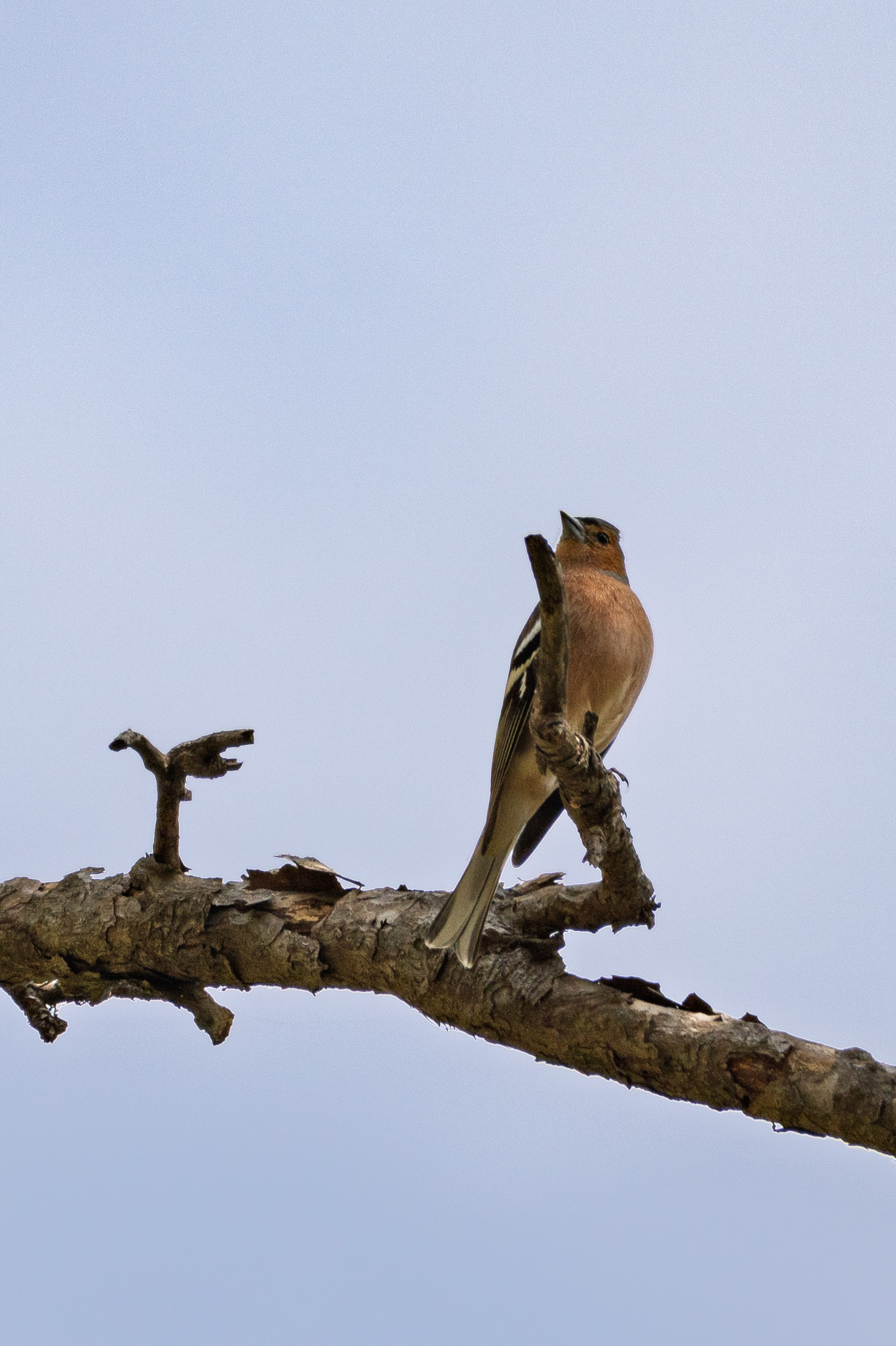 Thasos 2025. Fotografiideplacere.net