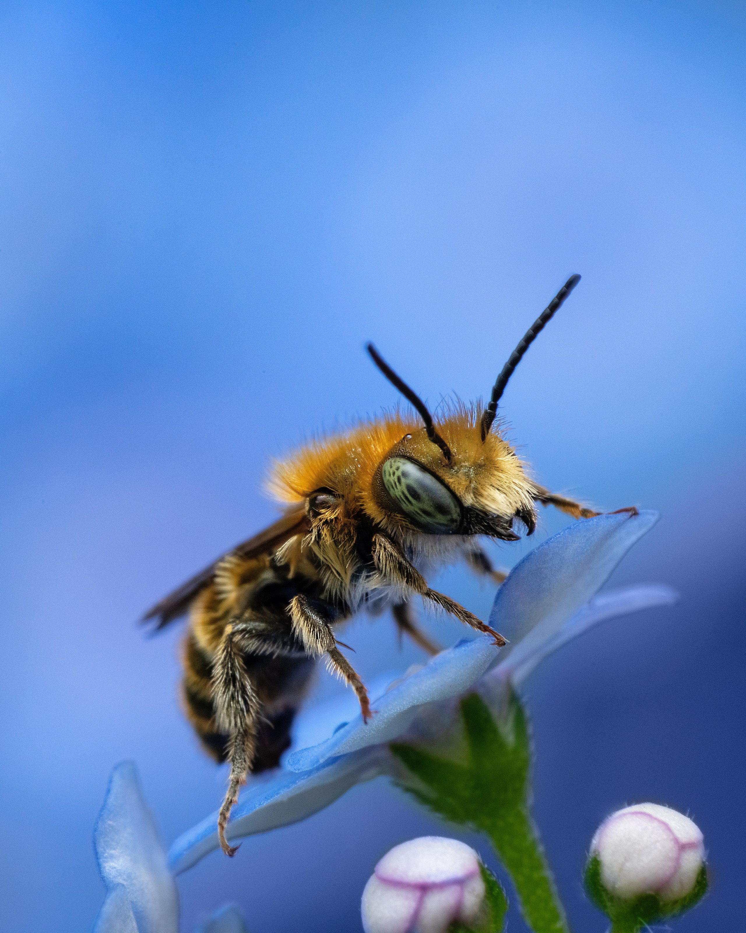 Makro. Kinder- und Familienfotograf in  Sachsen-Anhalt Svetlana Glassl