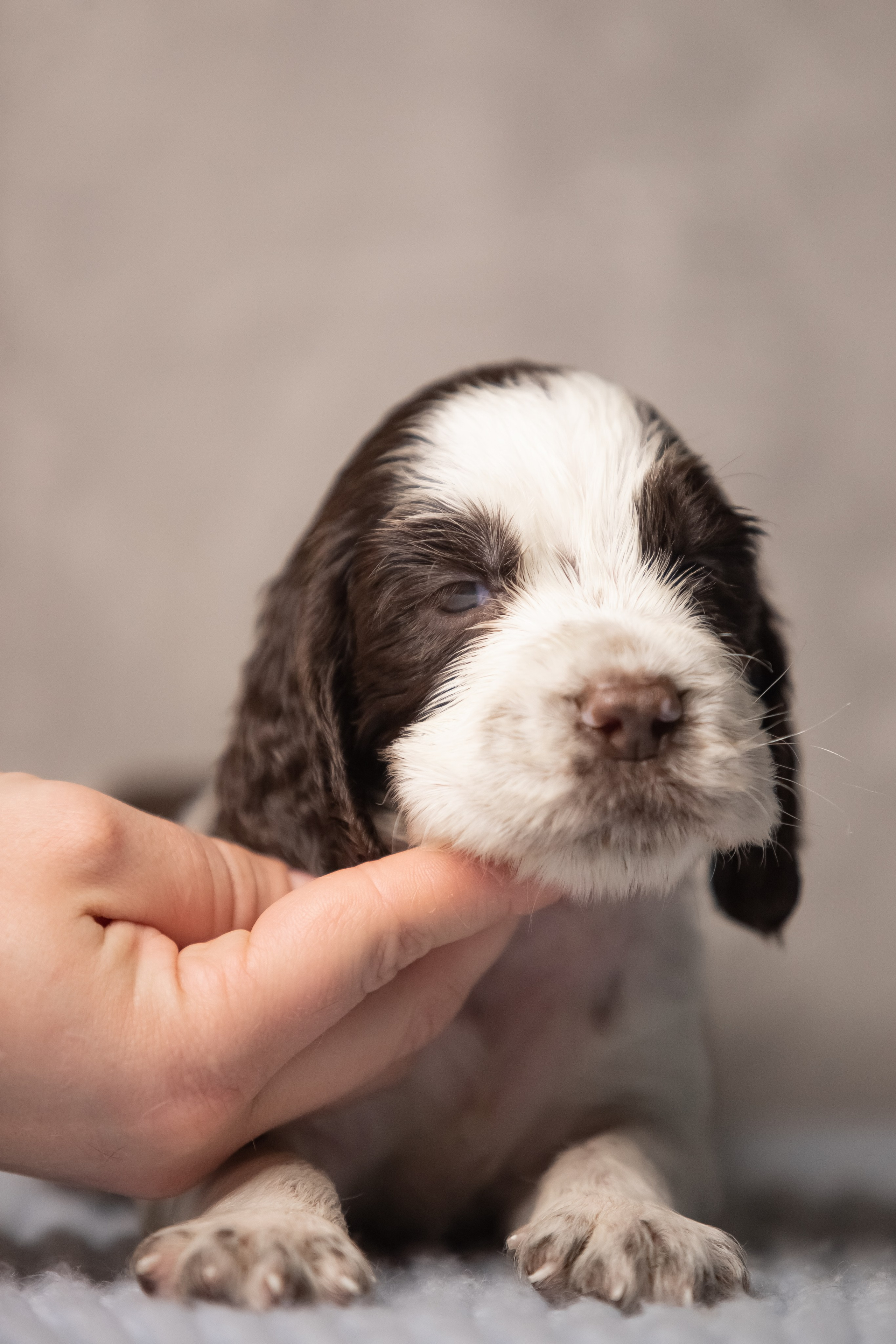 Female — Red collar ❤️. Website of the titled stud dog of the Springer Spaniel breed
