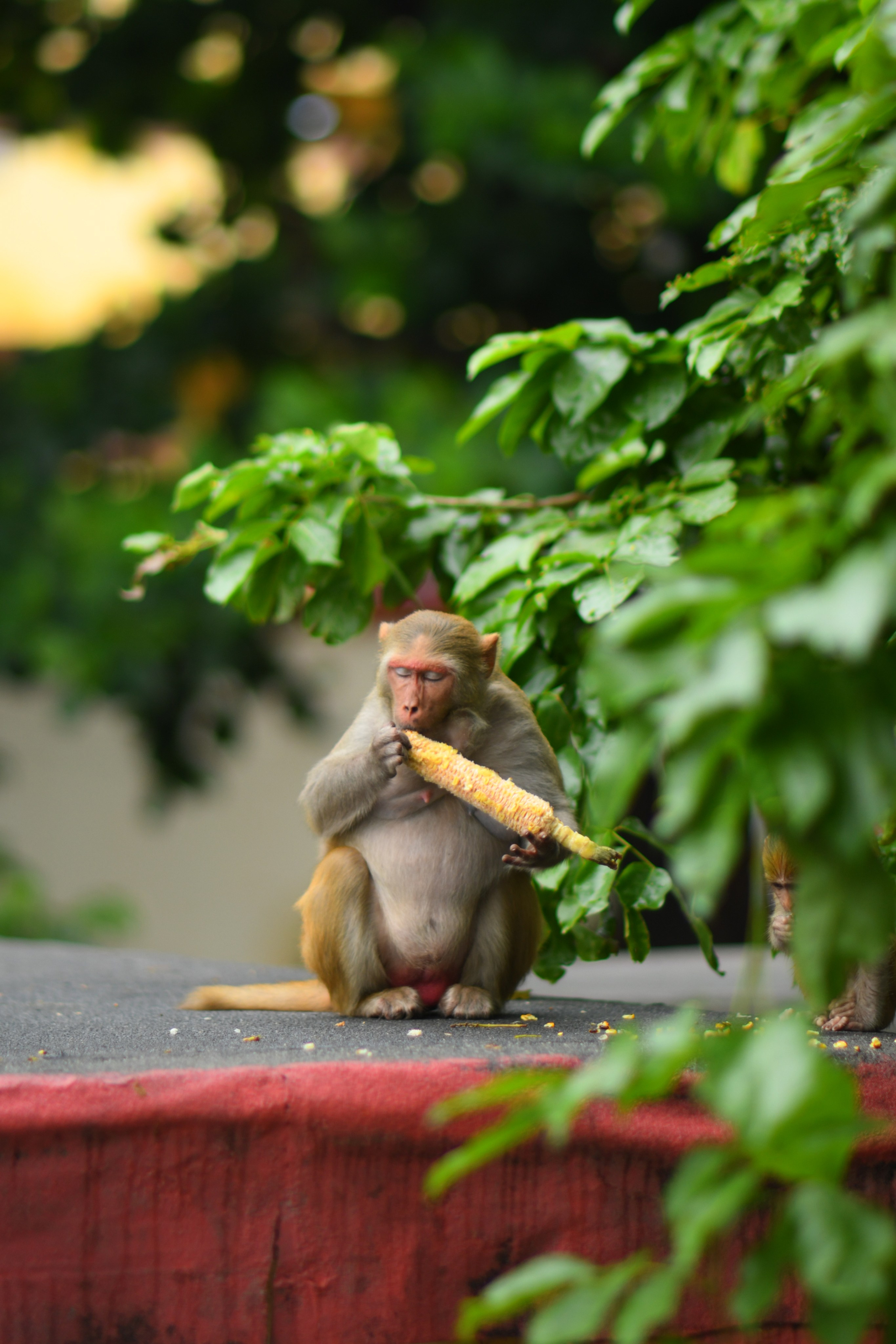 Wildlife. Portfolio By Nikhil