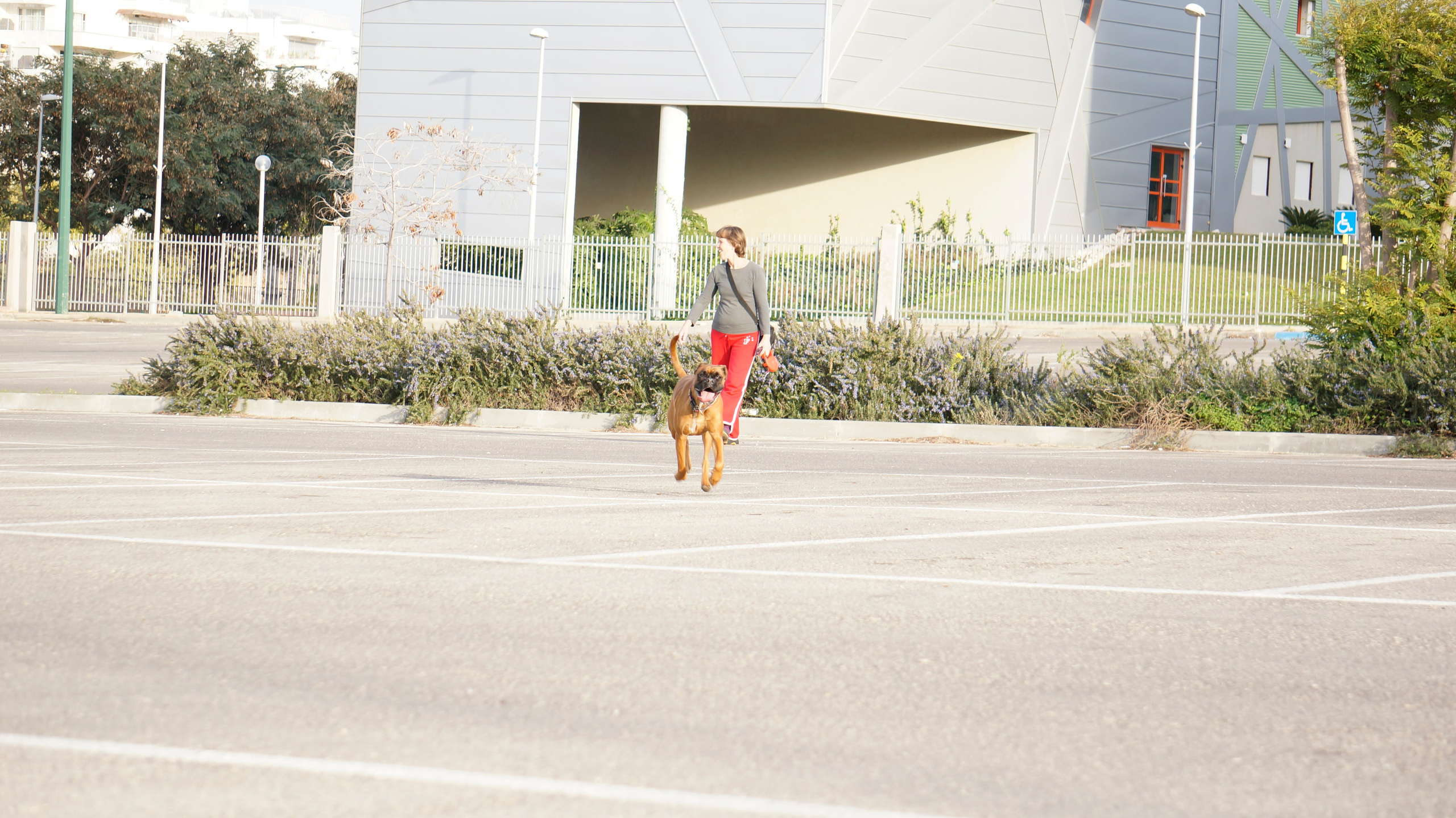 My ״Star״ Boxer Dog