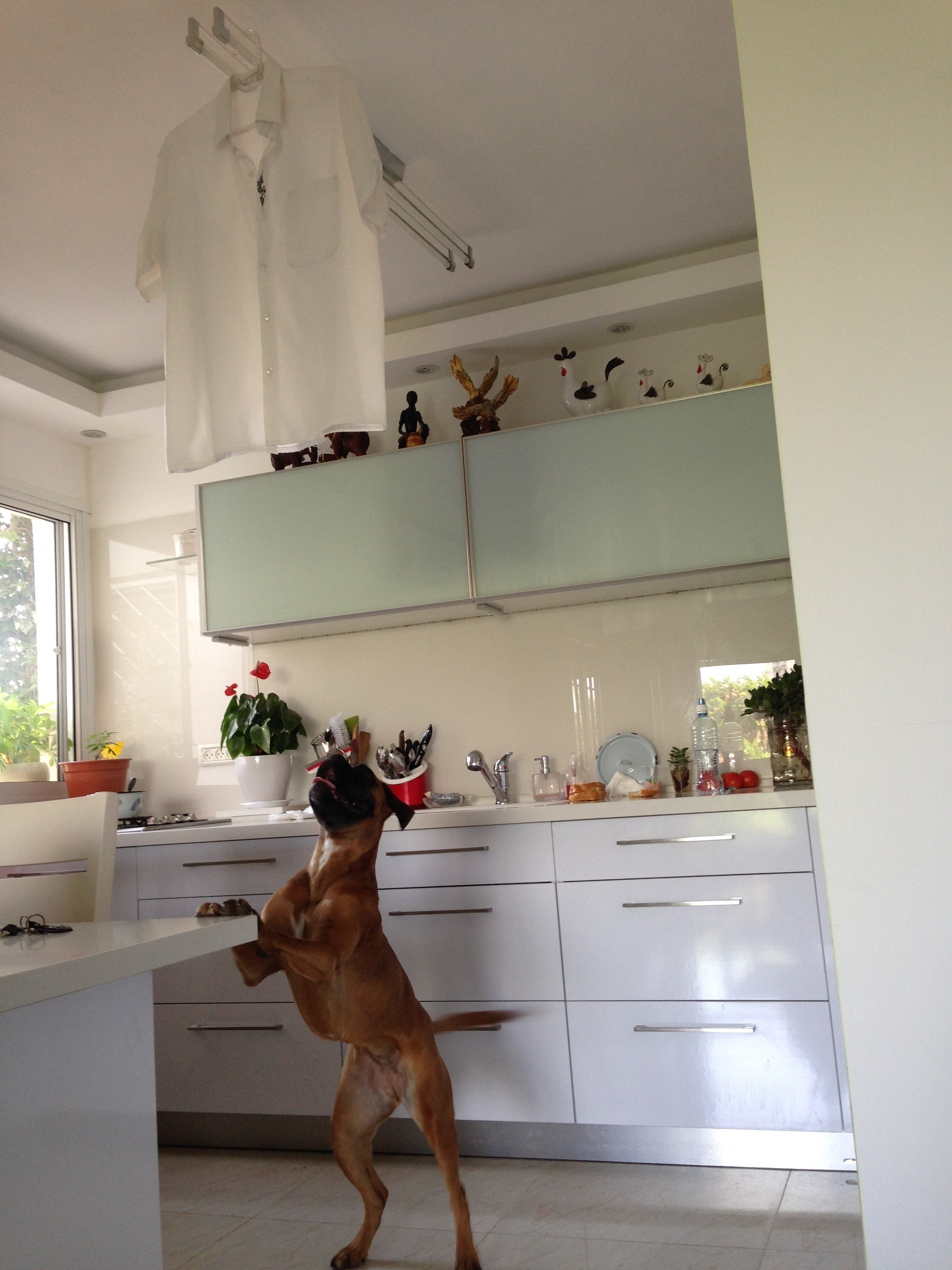 My ״Star״ Boxer Dog