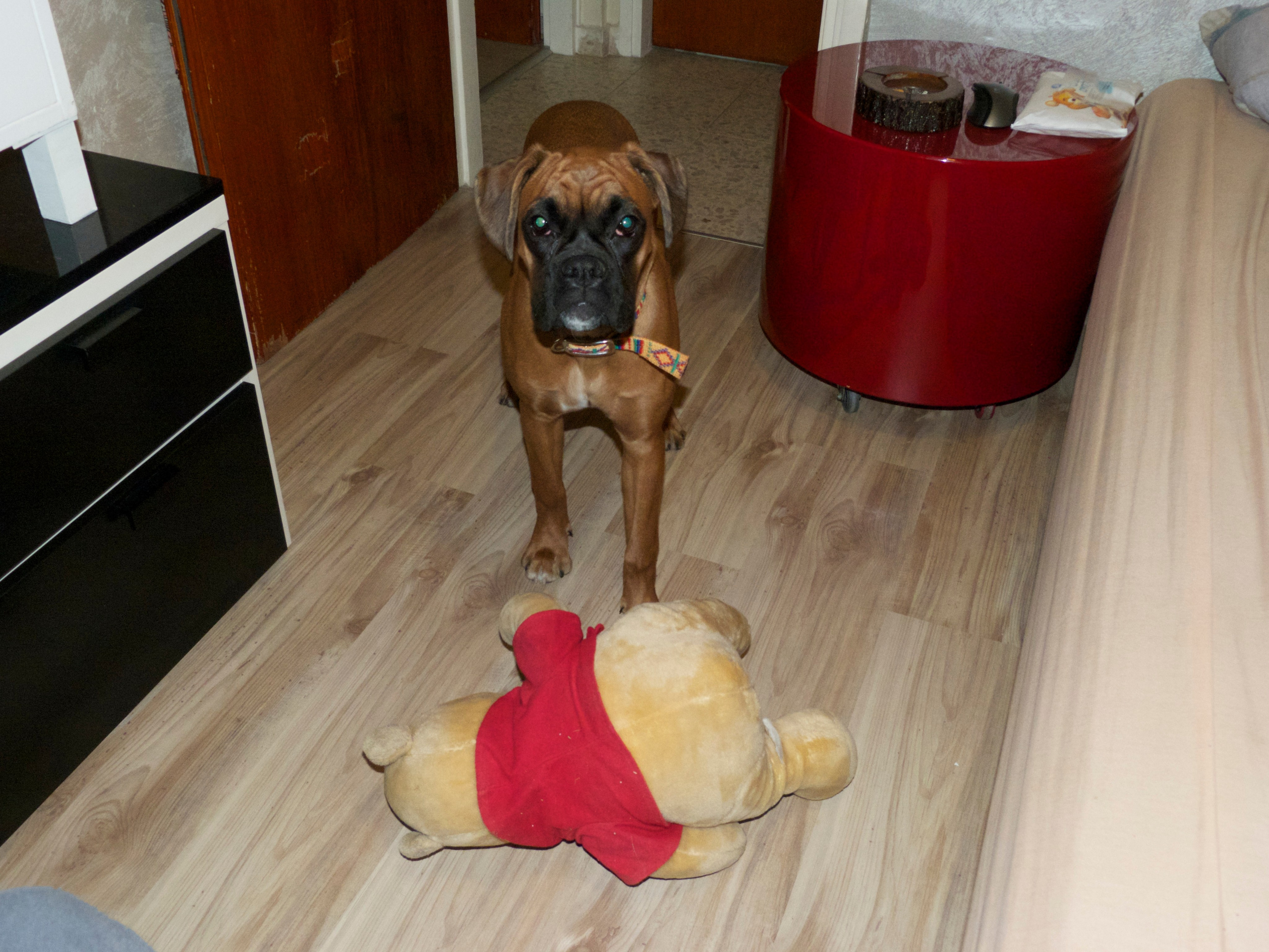 My ״Star״ Boxer Dog