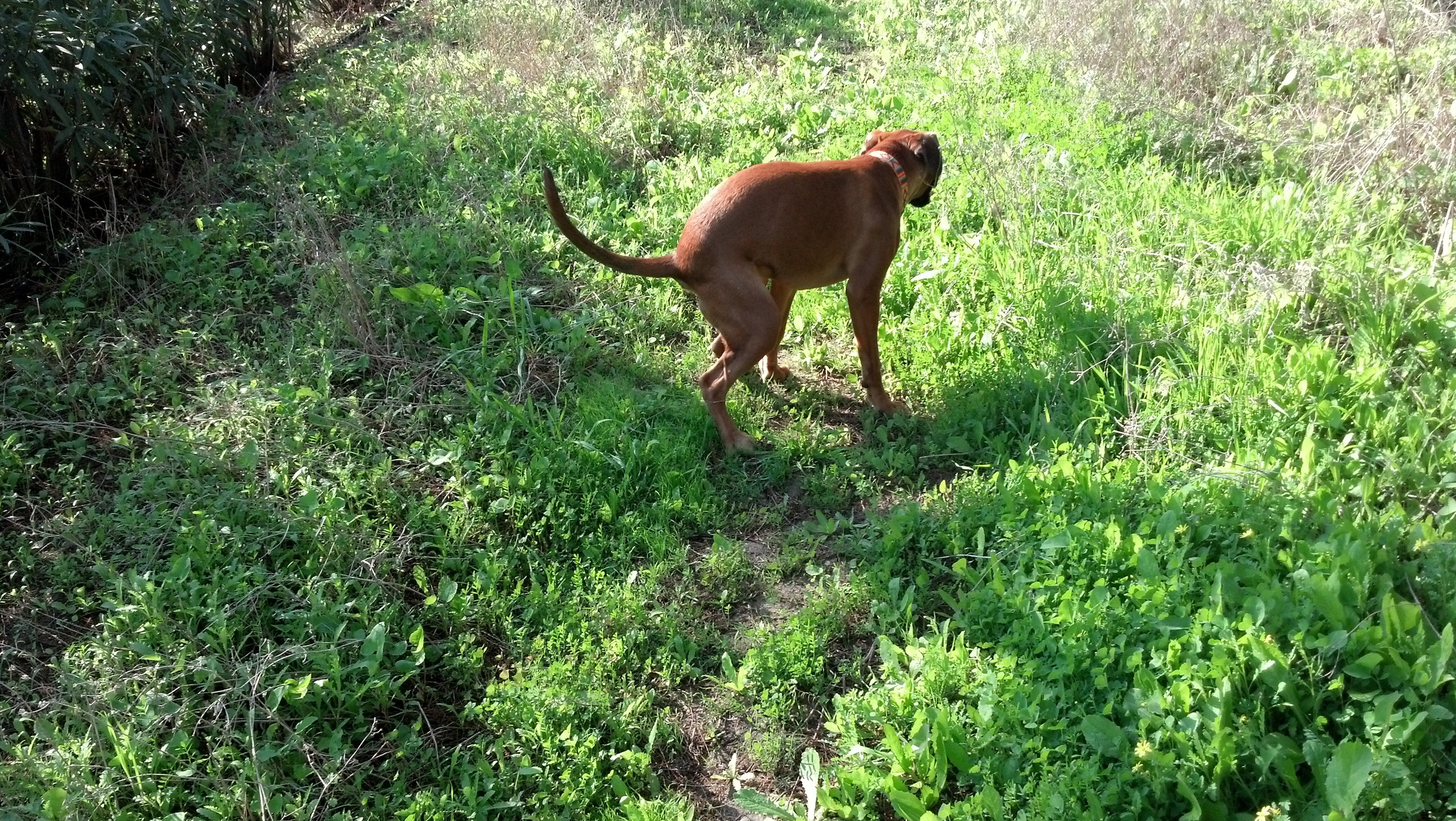 My ״Star״ Boxer Dog