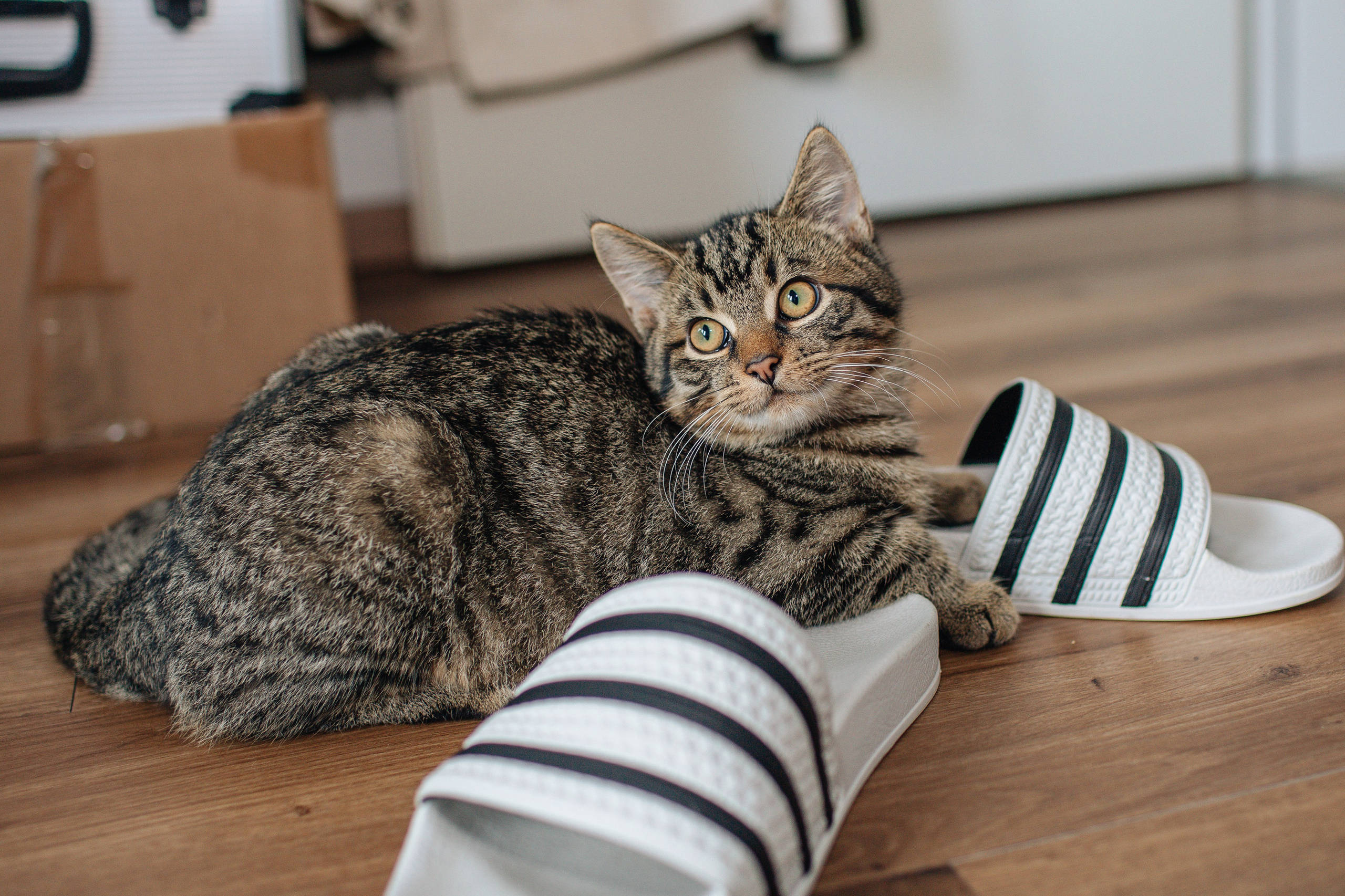 Paare. Galina Neuberger Hochzeits und Familienfotografin aus Bohmte / Osnabrück
