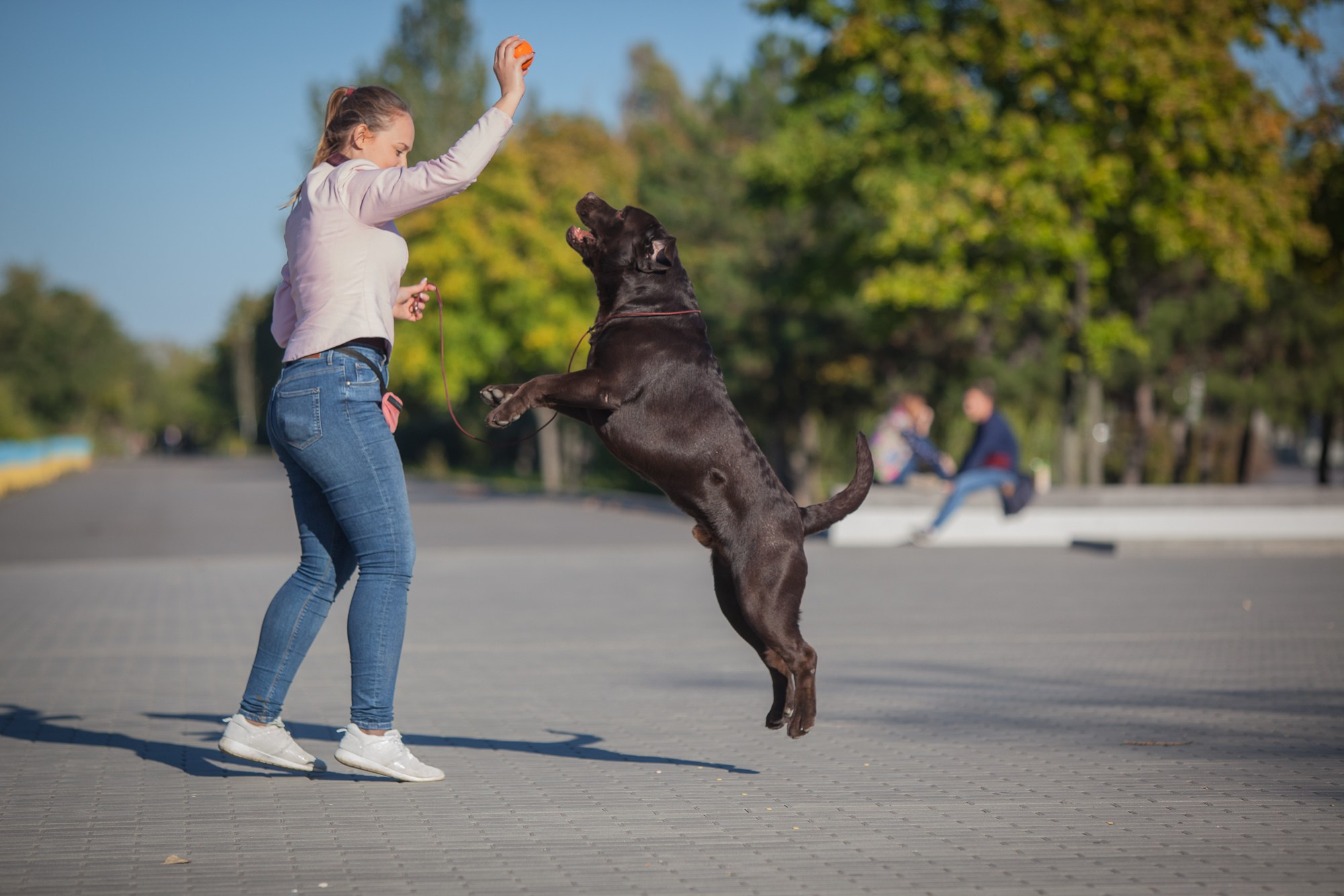 Newton. Цуценята лабрадор ретривера, Дніпро, Україна