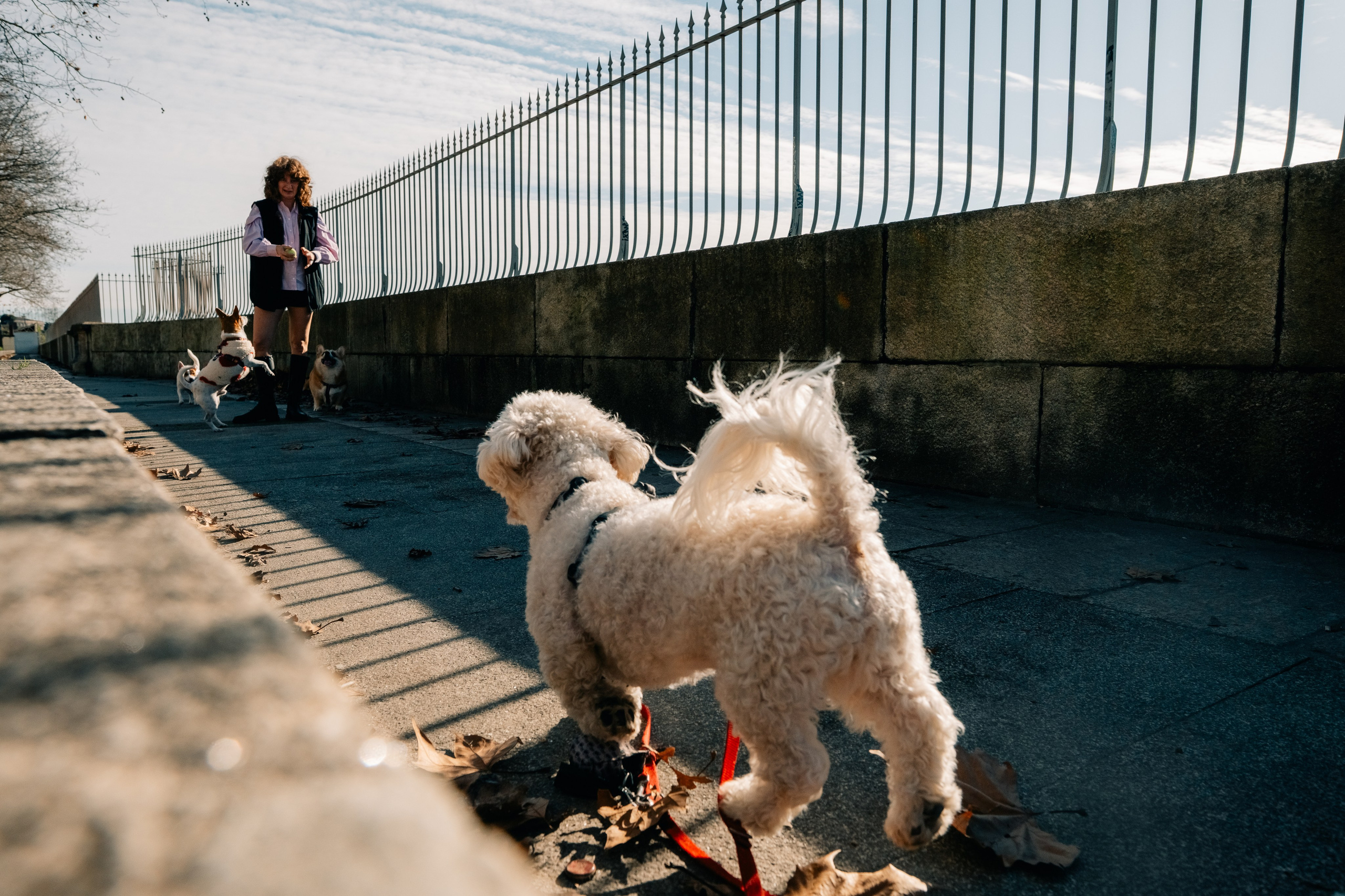 Yana & Doggos in Bonfim. Maria Sher. Professional photographer from Porto, Portugal