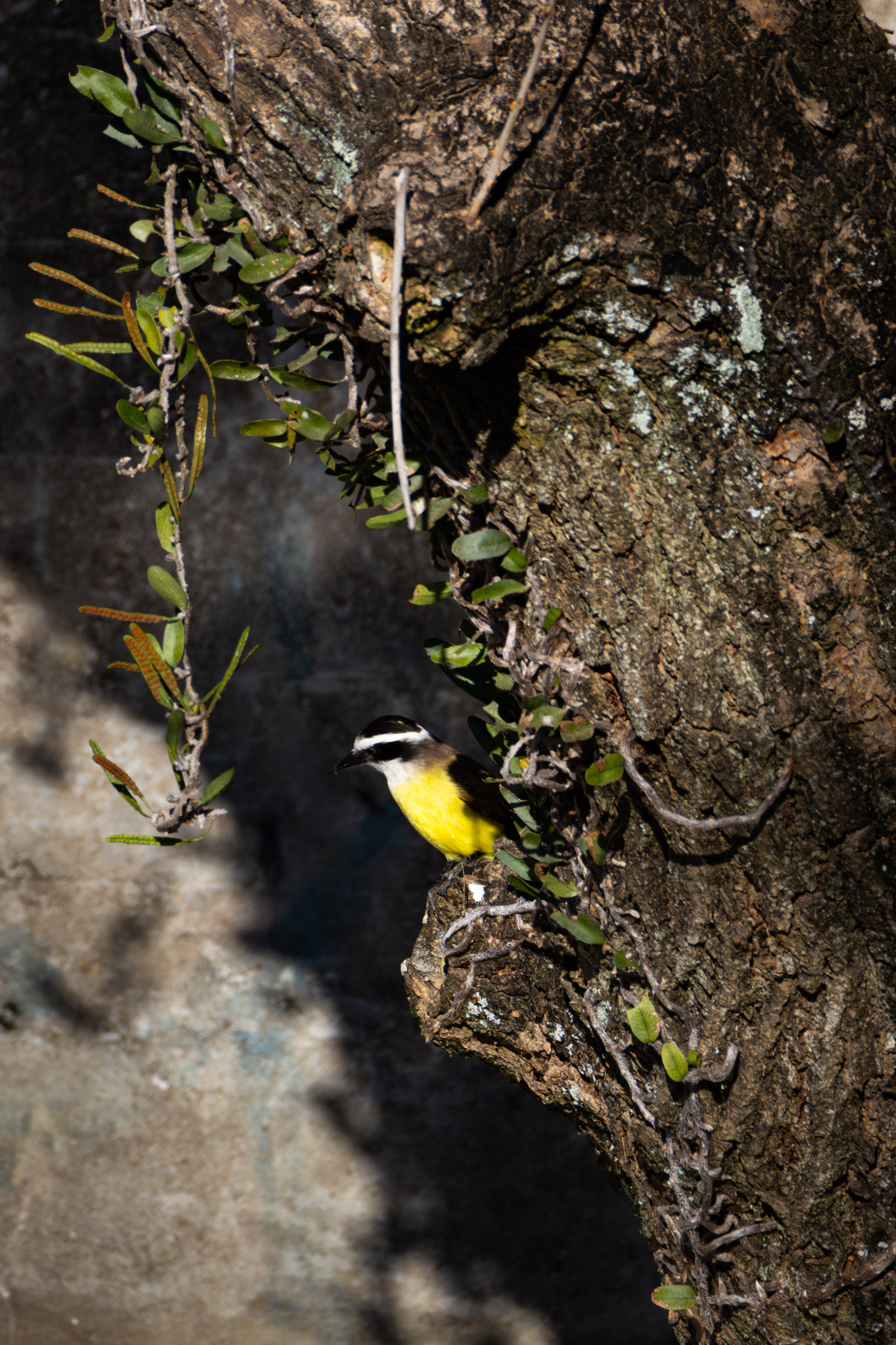 WildLife. Фотограф в Буэнос-Айресе