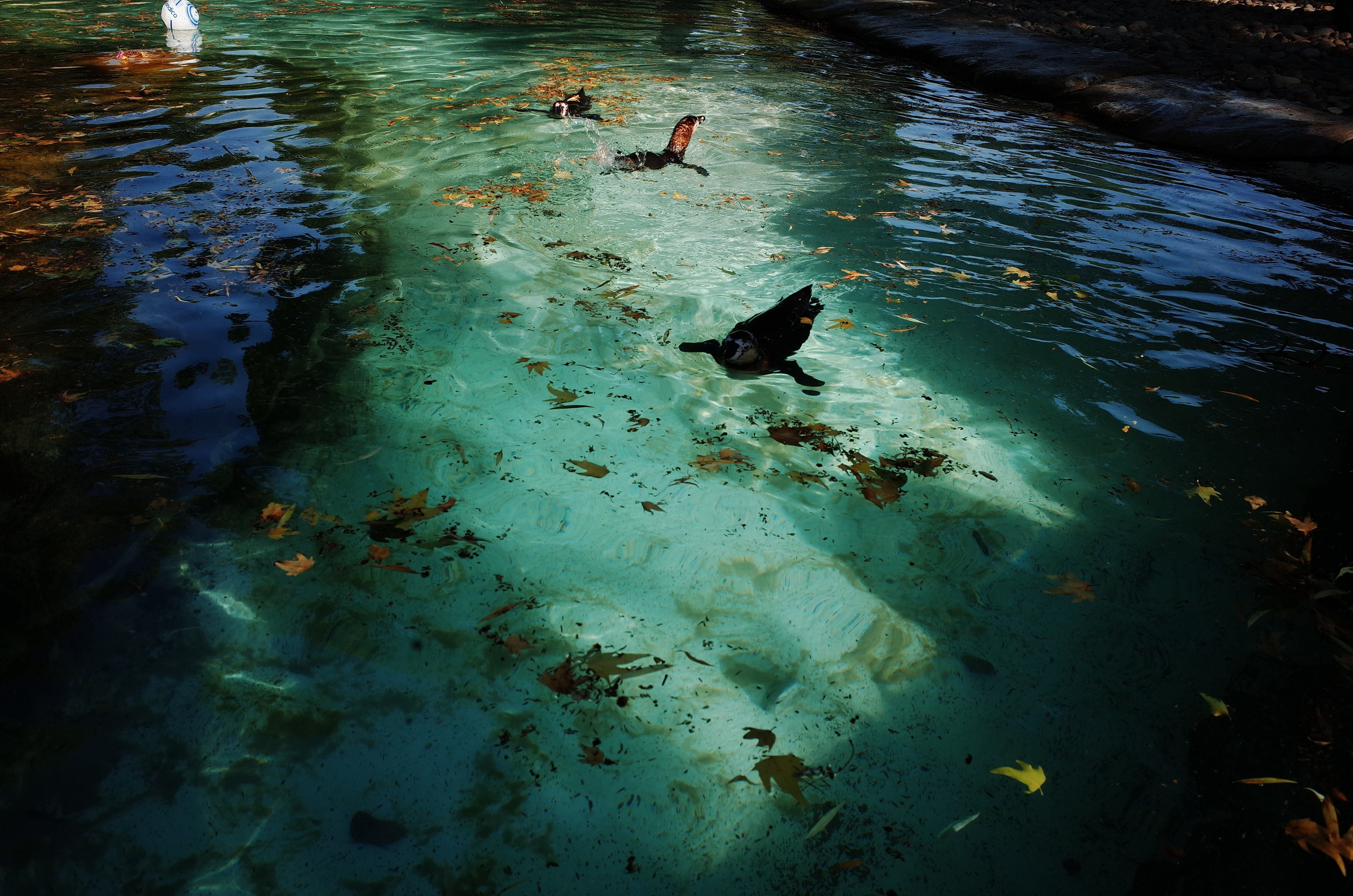 Little penguins. London zoo. Victoria Dini Photography