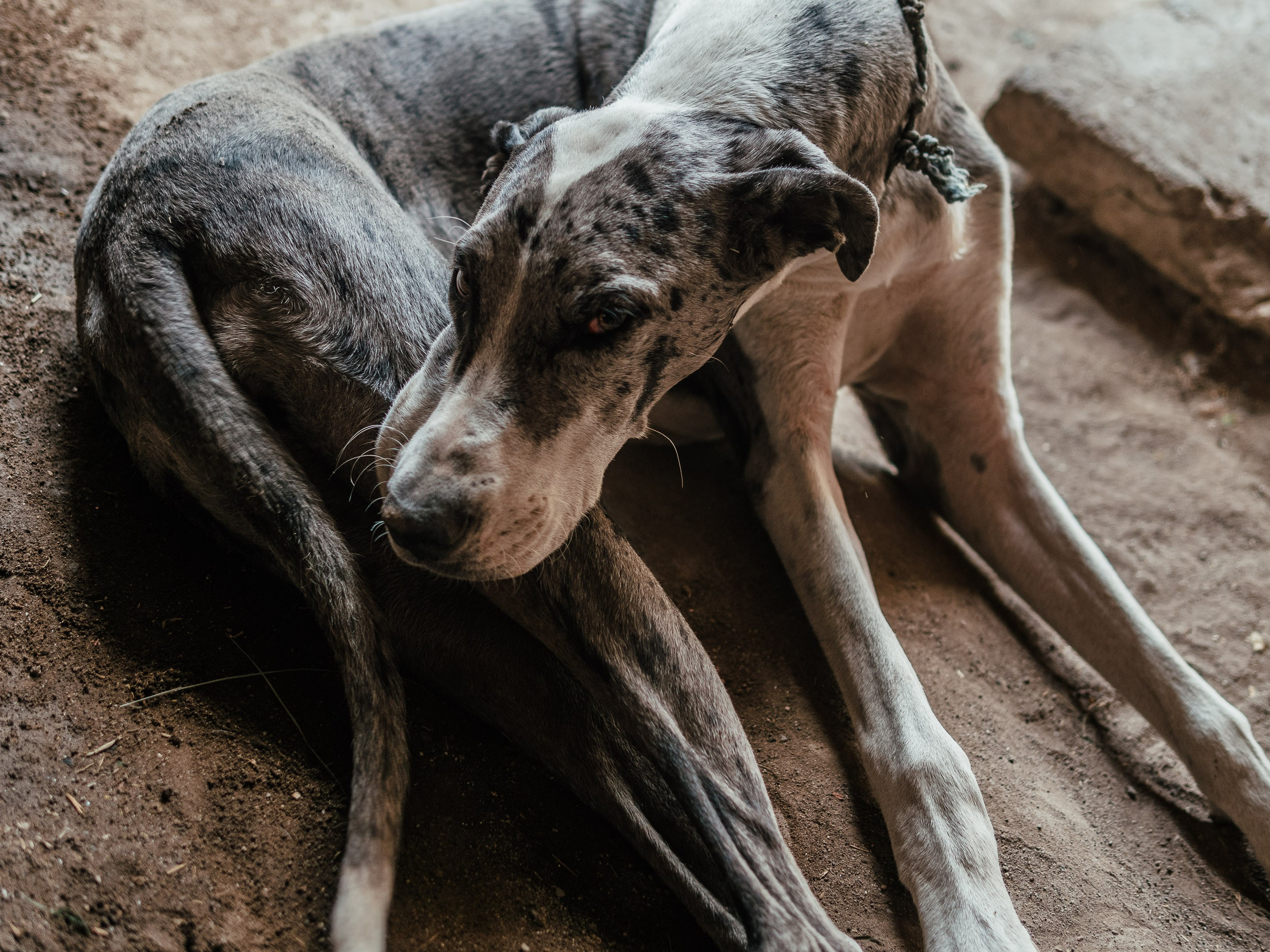 Toti. Santa Ana del Valle, Oaxaca, Mexico. Federico Borobio, street and documentary photography.