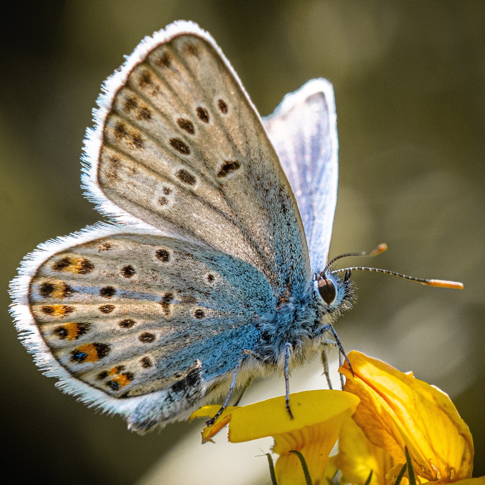 Farfalle. “Gianmaria Coscia fotografo per passione”