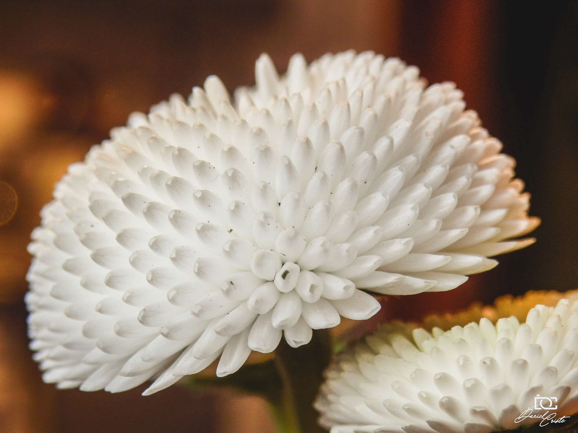 Peisaj /natura. Daniel Criste Fotograf
