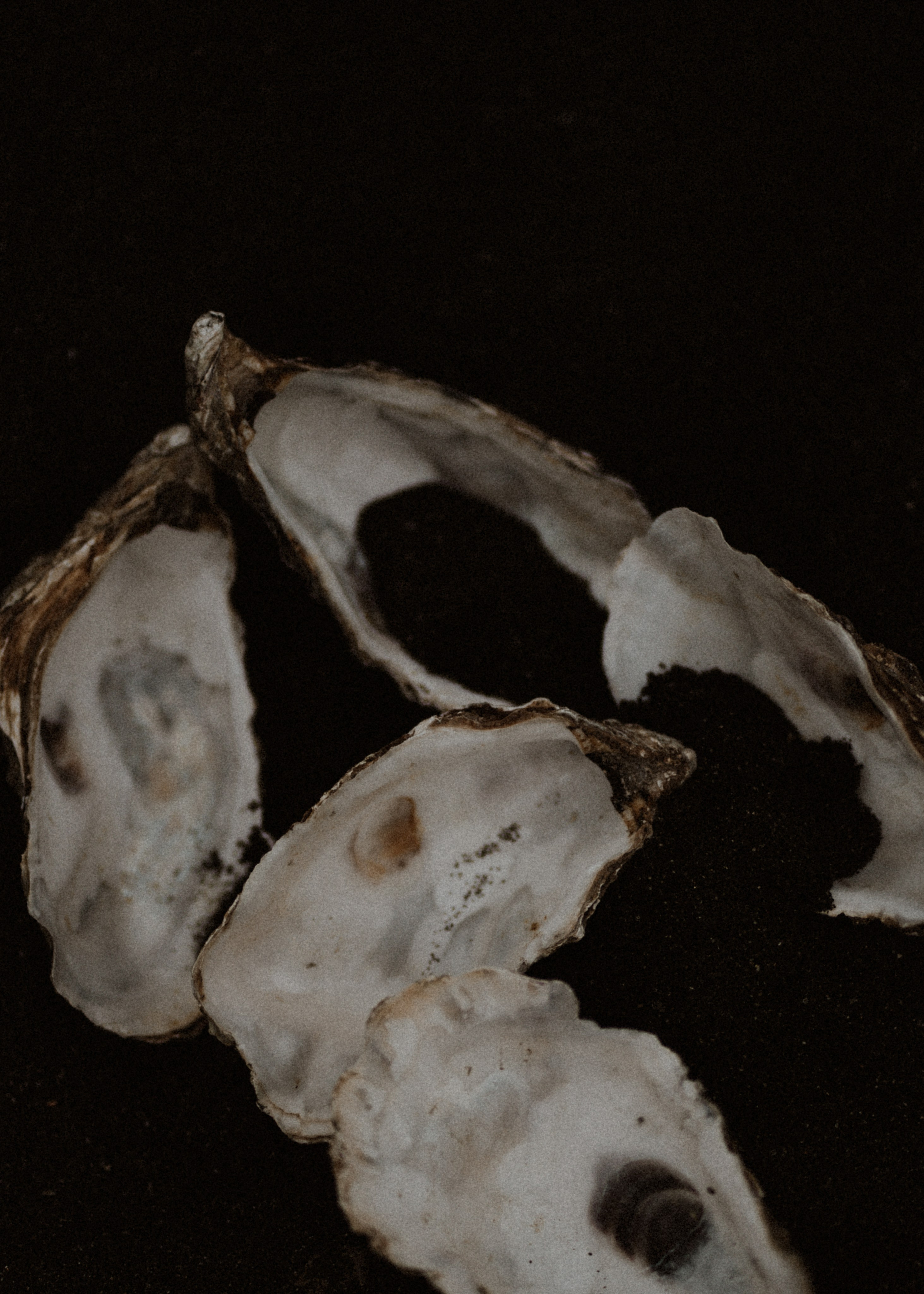 Memi. Pagina principale