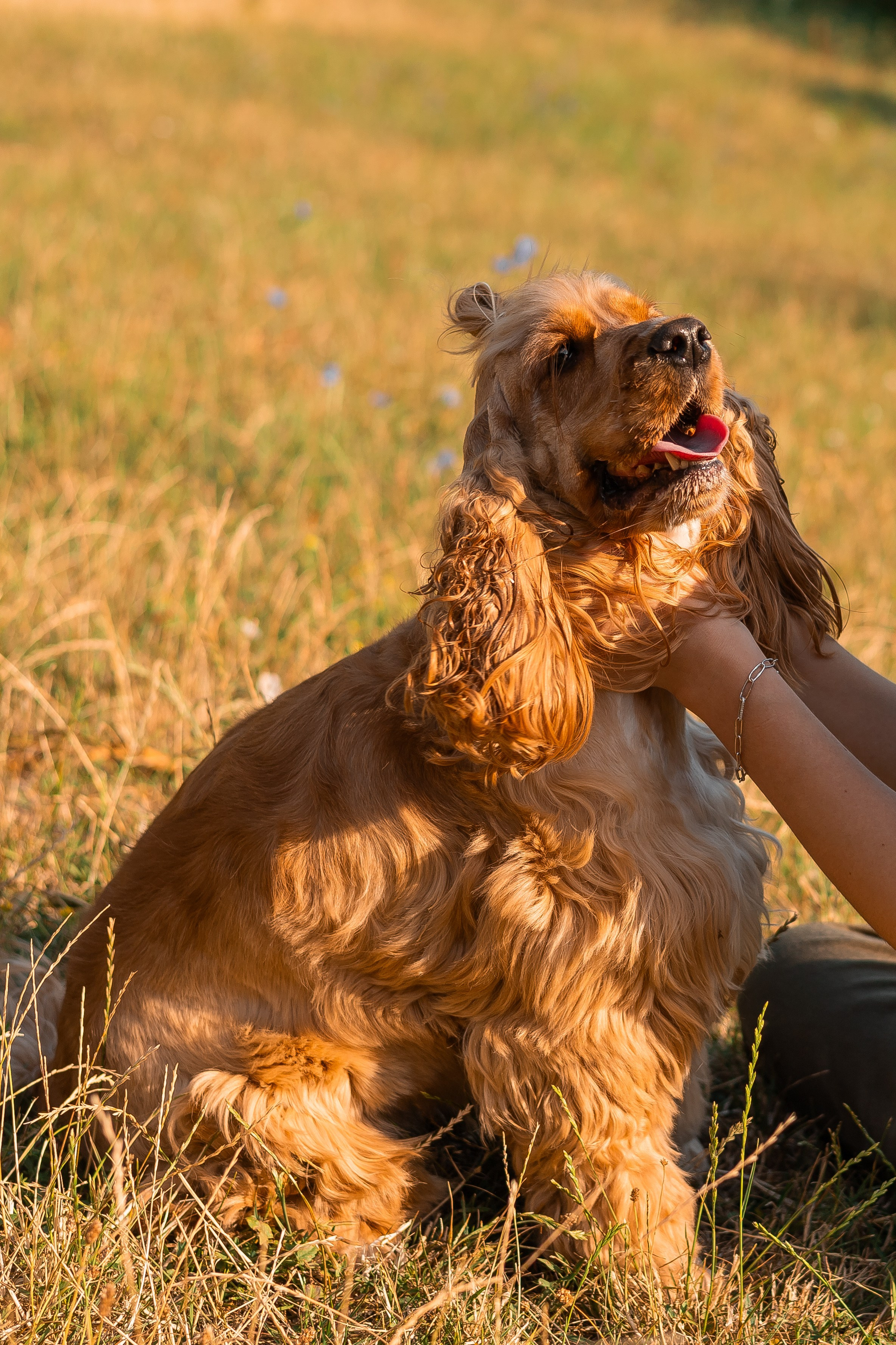 Алина и Юки. Фотограф-анималист | Белград