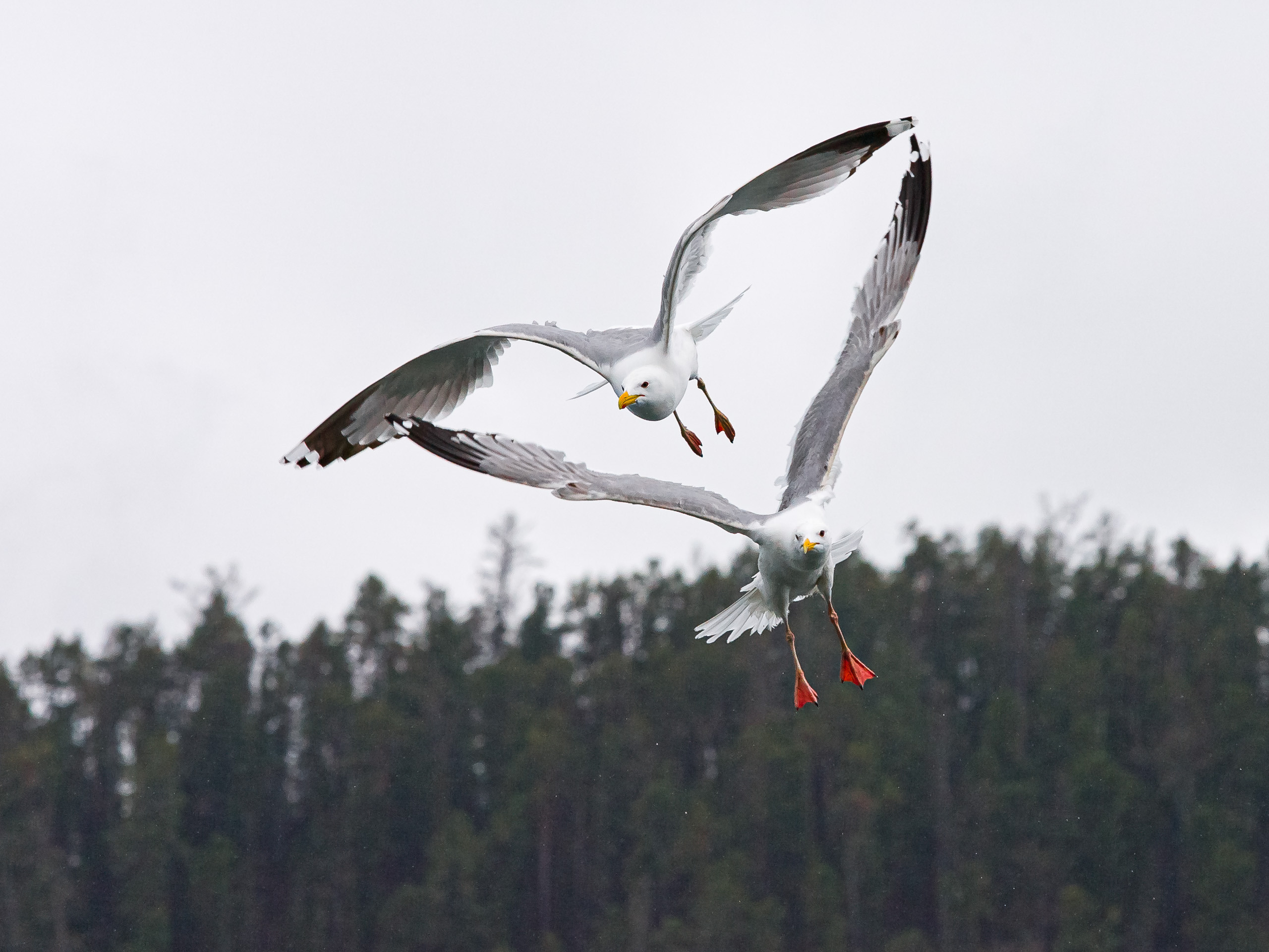 Cats and not only))). Dmitrii Sharov Photographer Israel