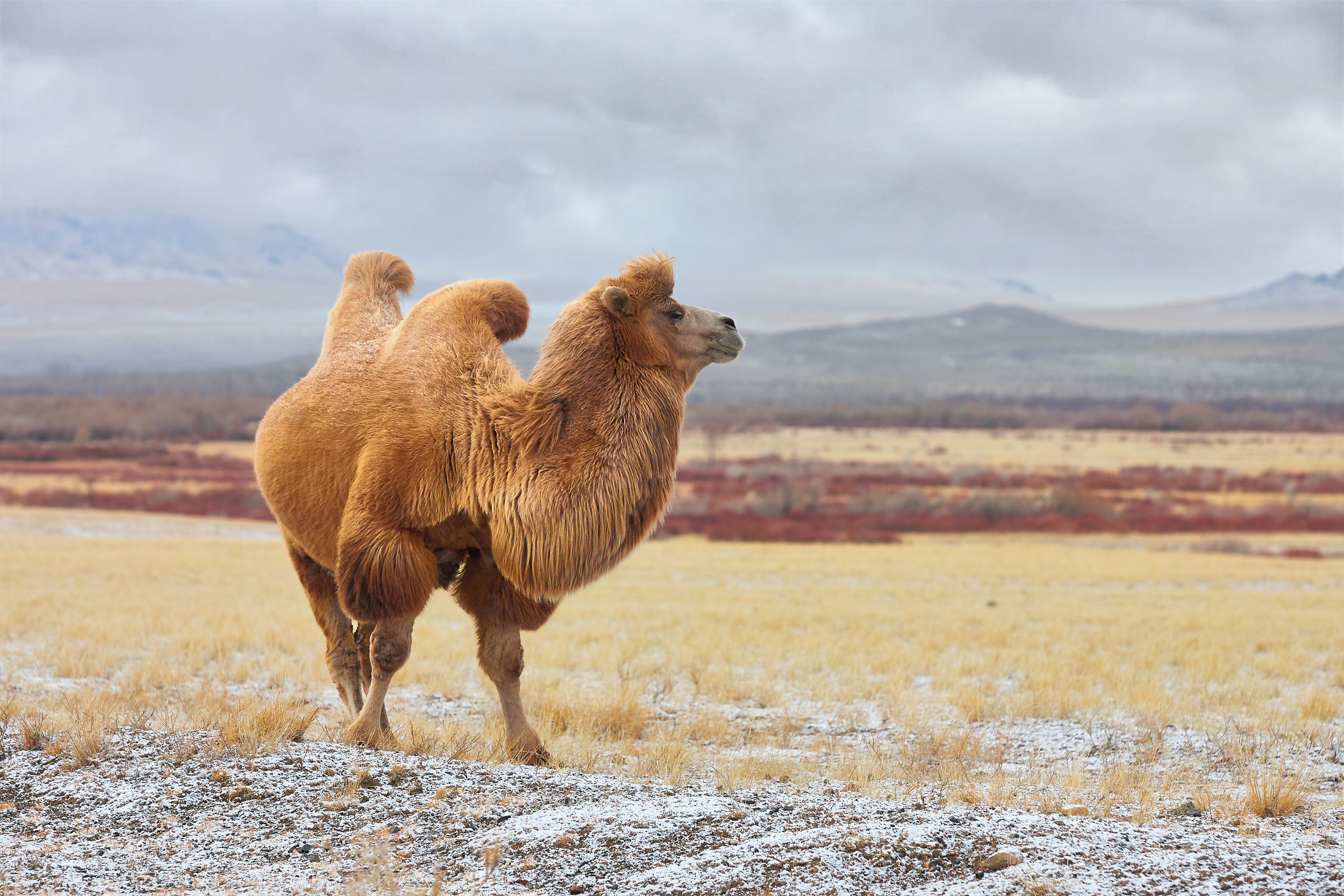 Cats and not only))). Dmitrii Sharov Photographer Israel
