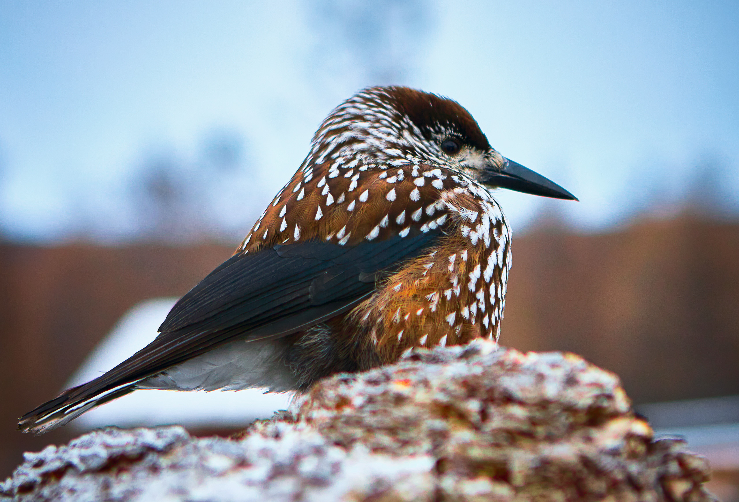 Cats and not only))). Dmitrii Sharov Photographer Israel