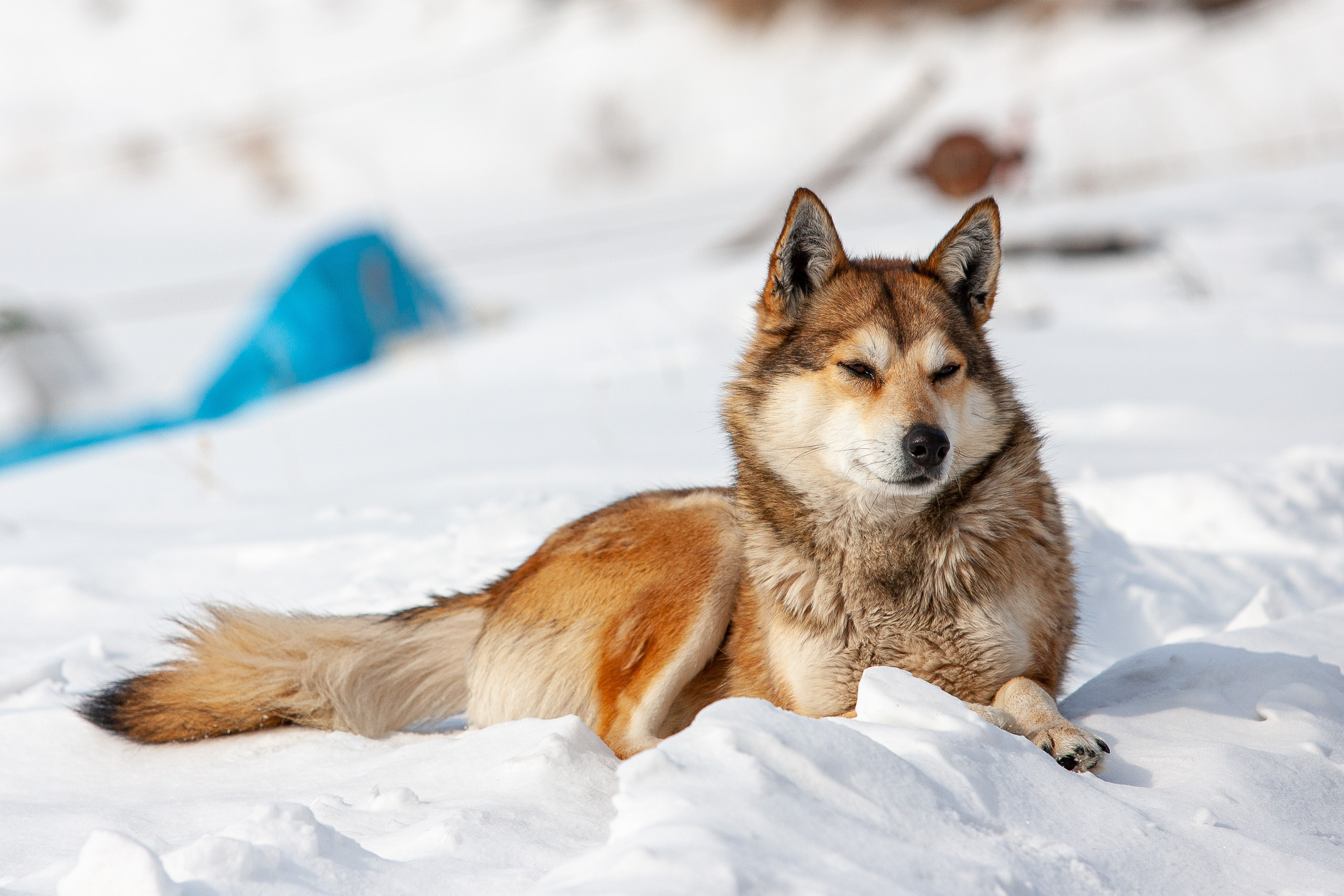 Cats and not only))). Dmitrii Sharov Photographer Israel