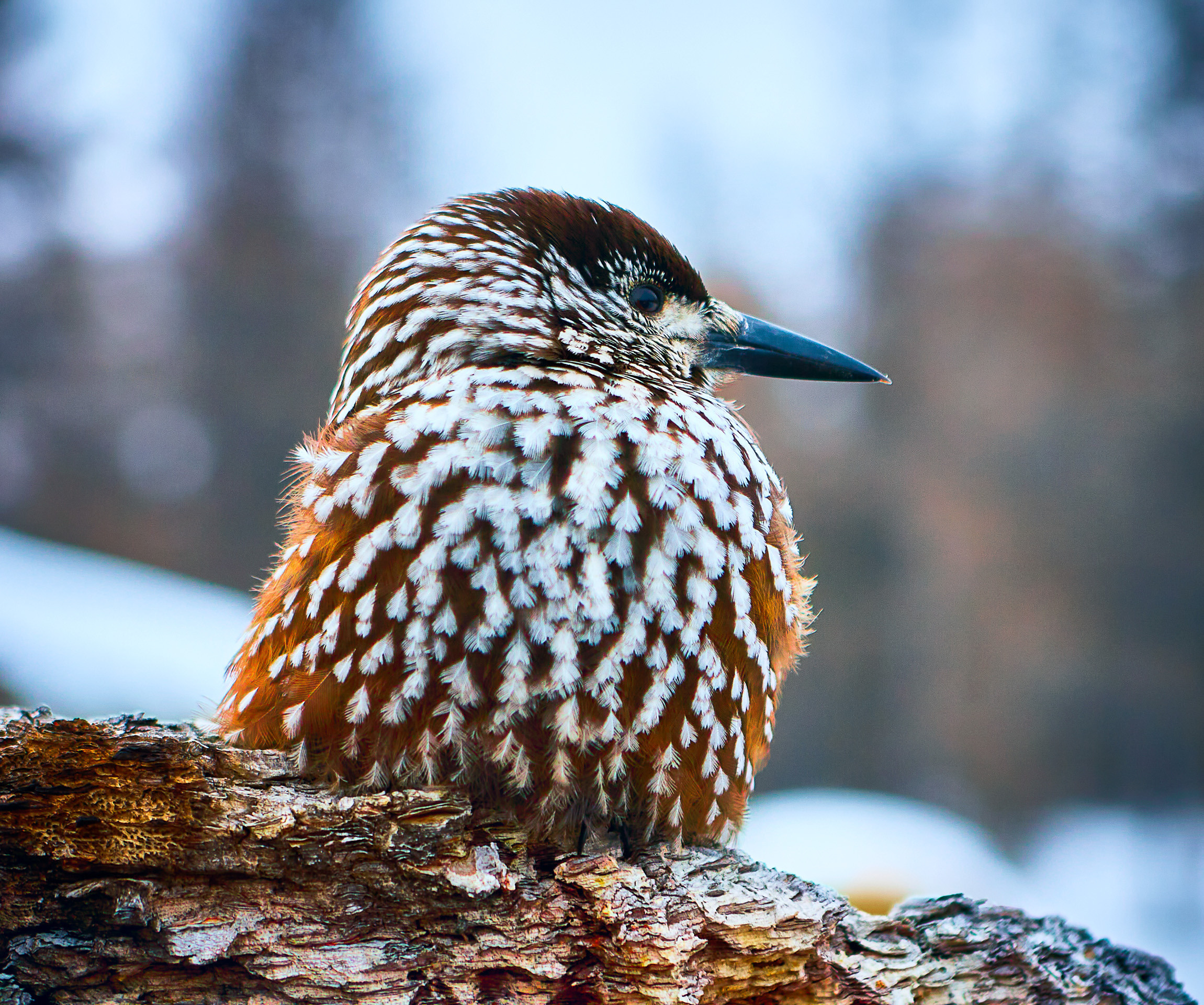 Cats and not only))). Dmitrii Sharov Photographer Israel