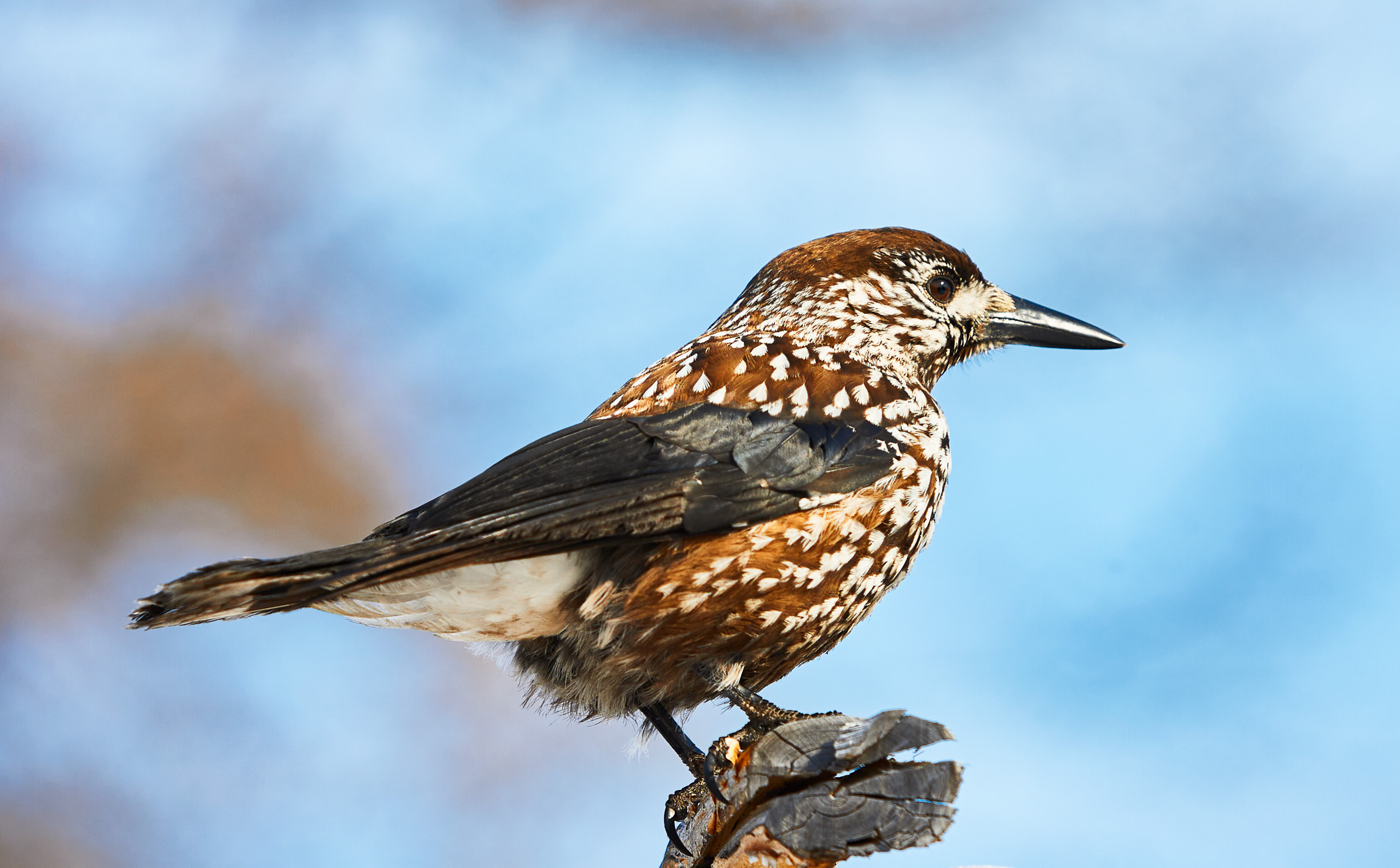 Cats and not only))). Dmitrii Sharov Photographer Israel