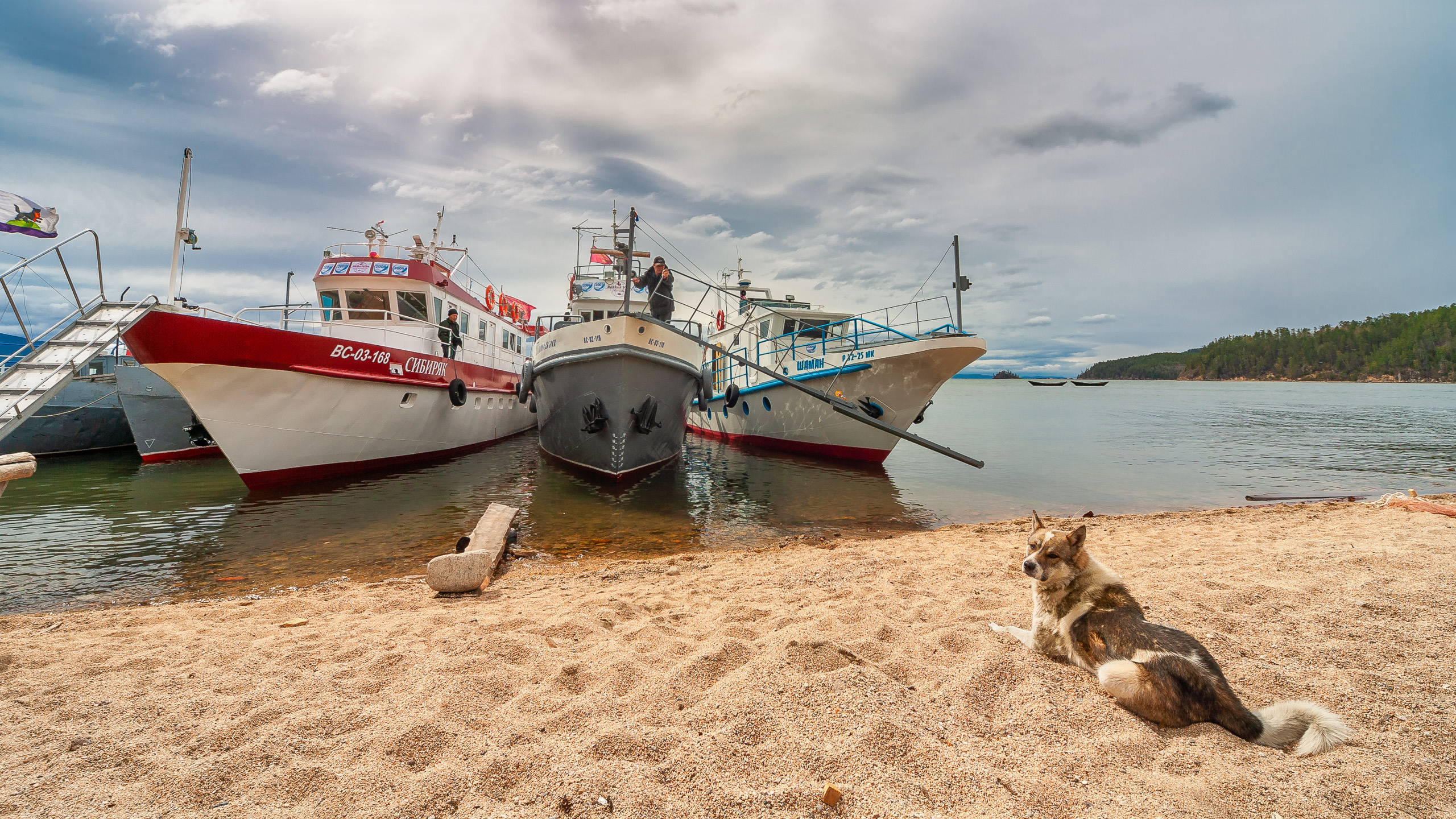 Cats and not only))). Dmitrii Sharov Photographer Israel
