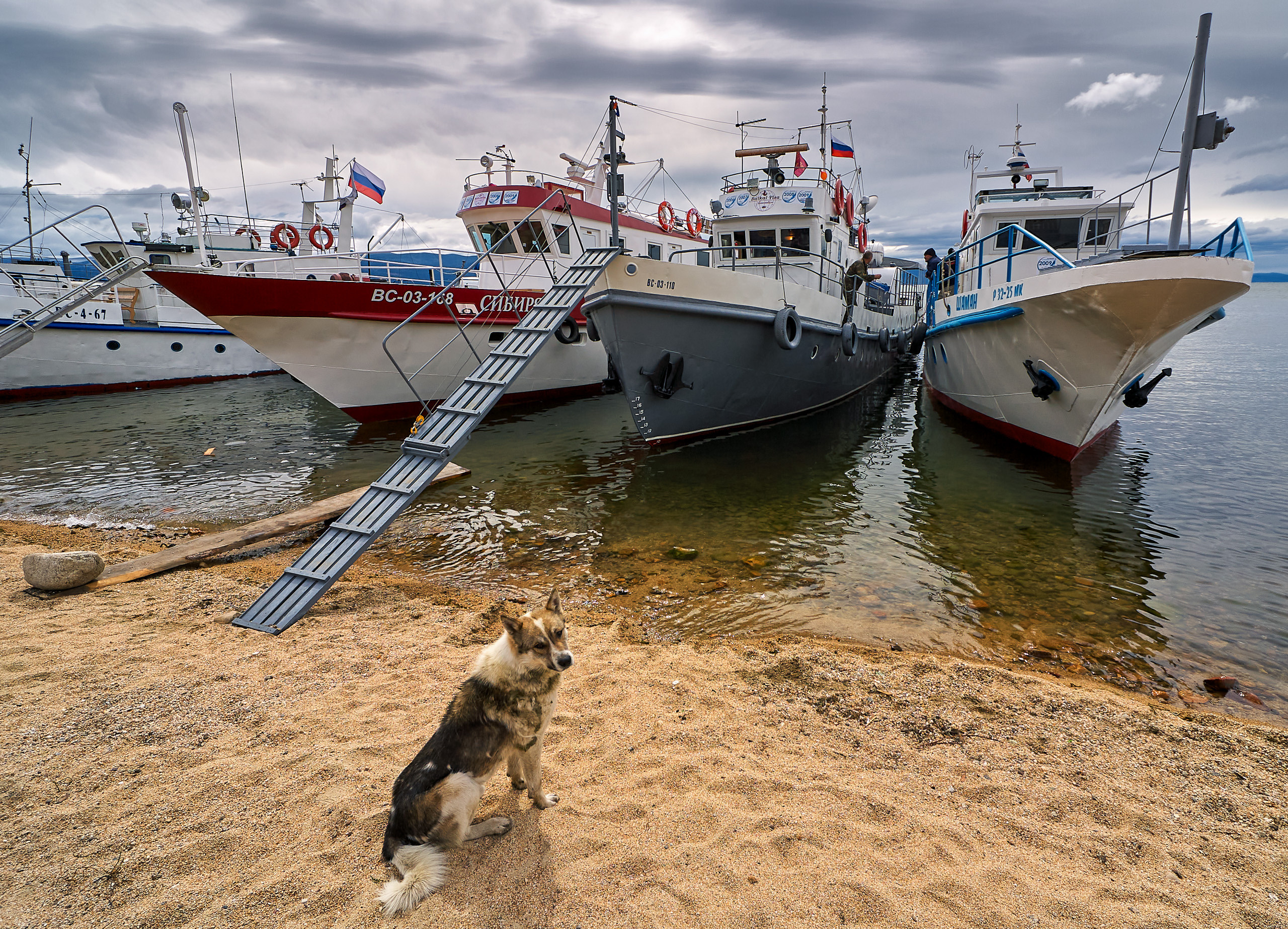 Cats and not only))). Dmitrii Sharov Photographer Israel
