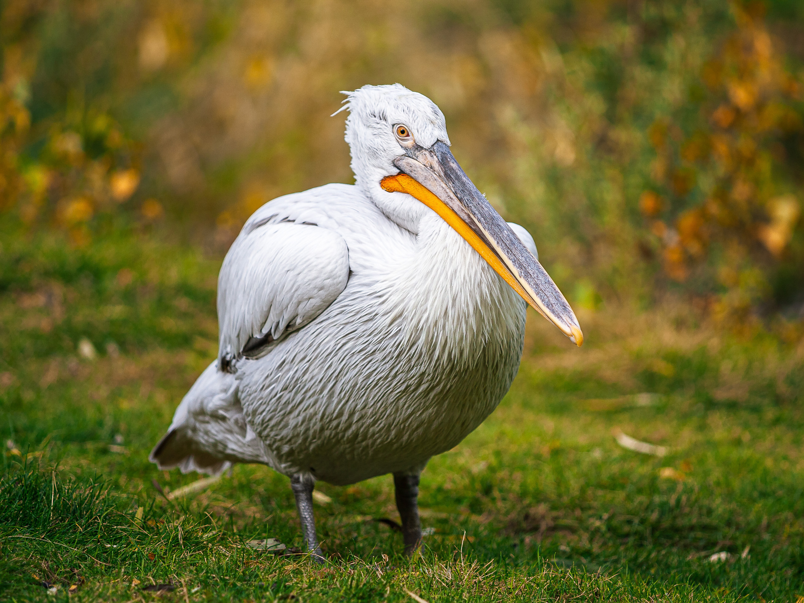 Cats and not only))). Dmitrii Sharov Photographer Israel