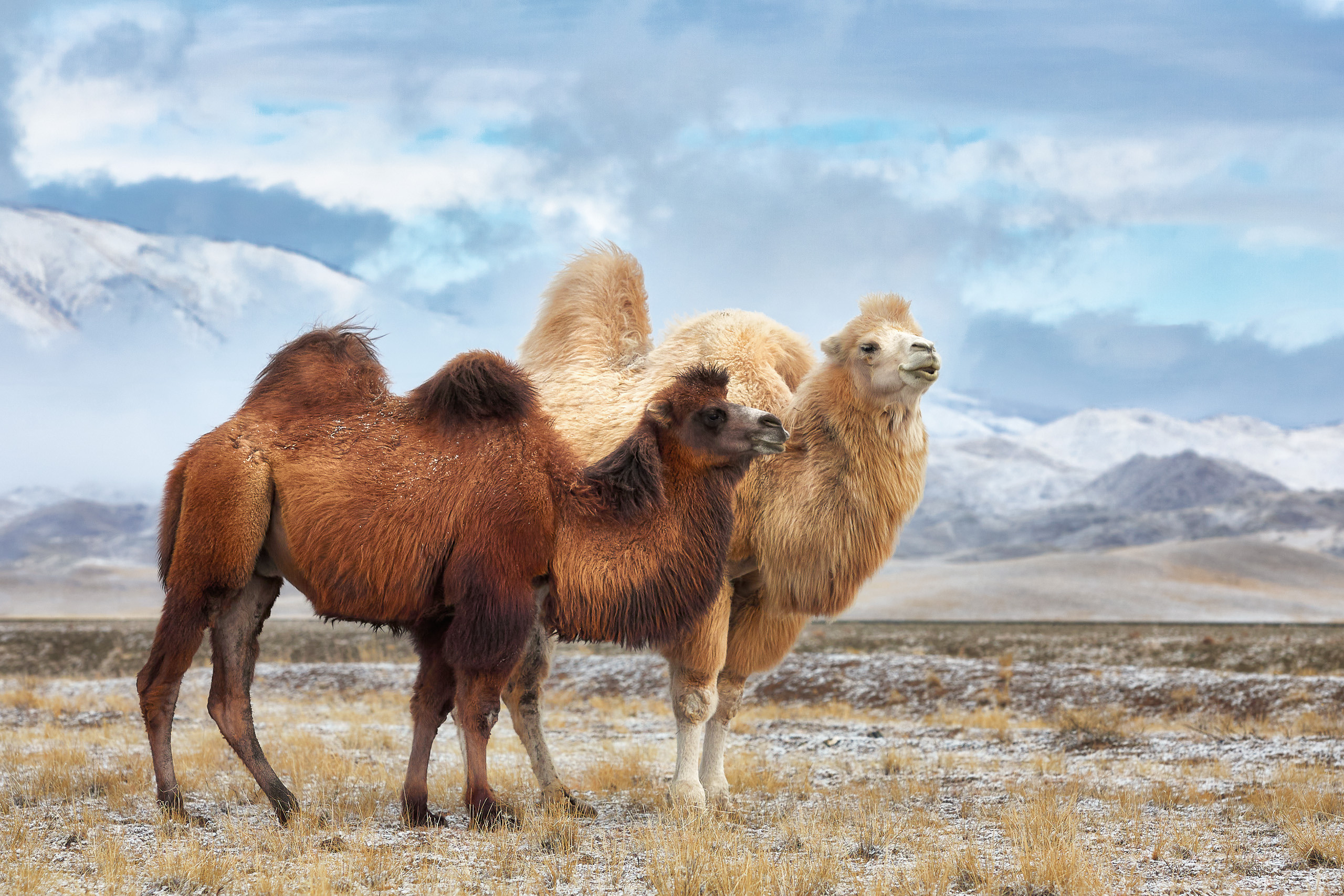 Cats and not only))). Dmitrii Sharov Photographer Israel