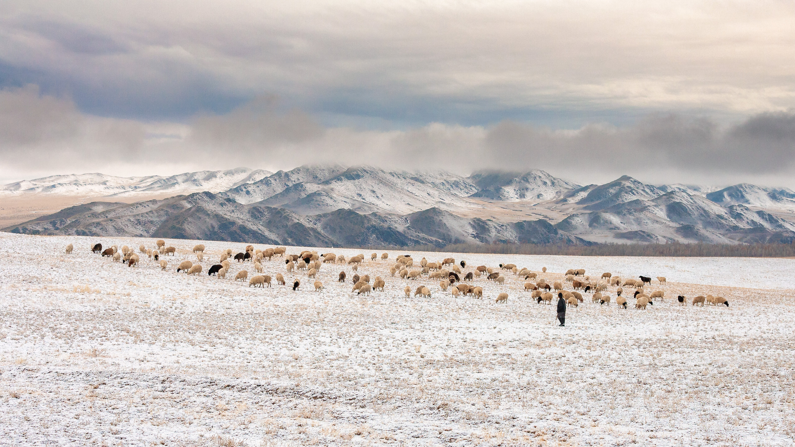 Cats and not only))). Dmitrii Sharov Photographer Israel