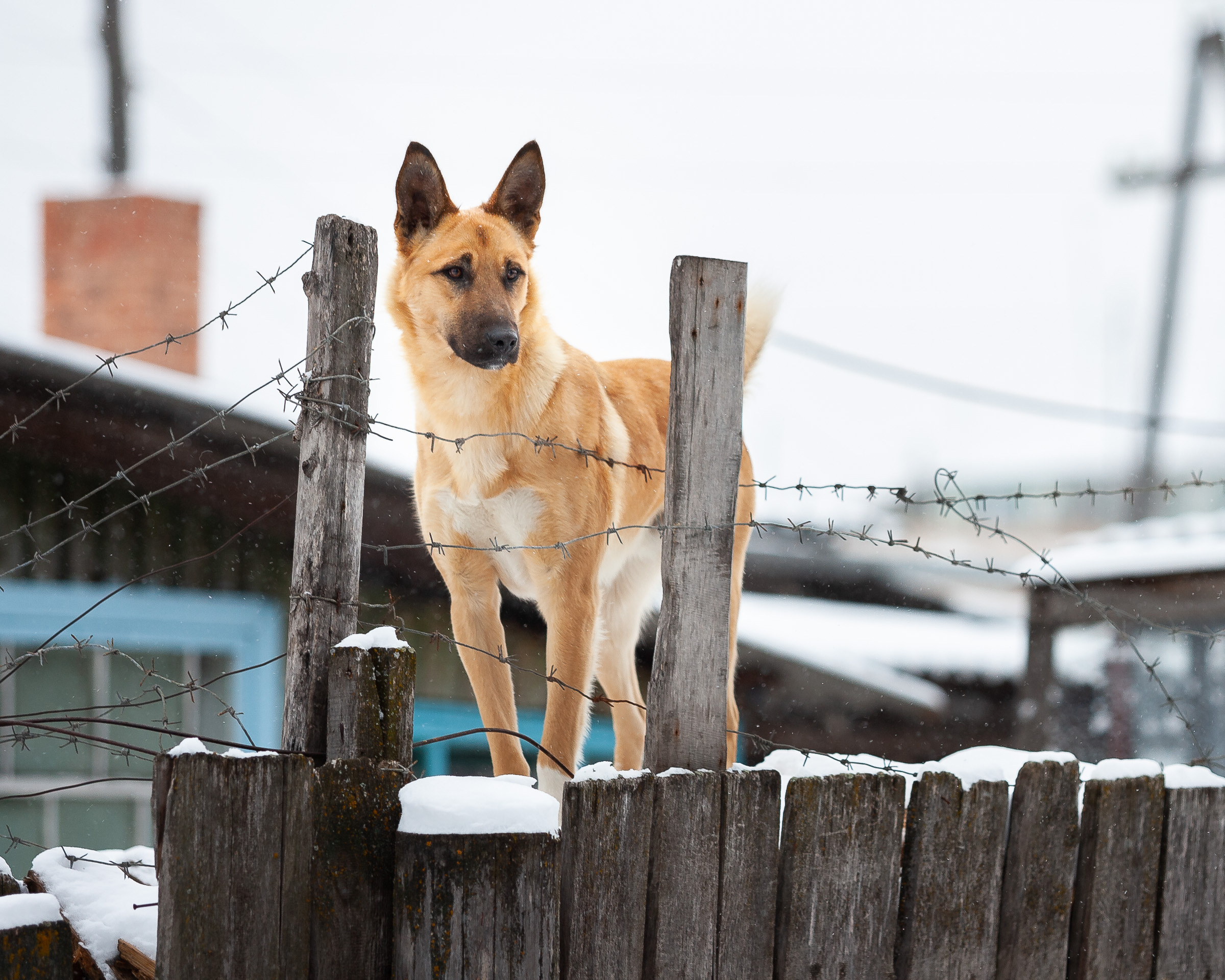 Cats and not only))). Dmitrii Sharov Photographer Israel