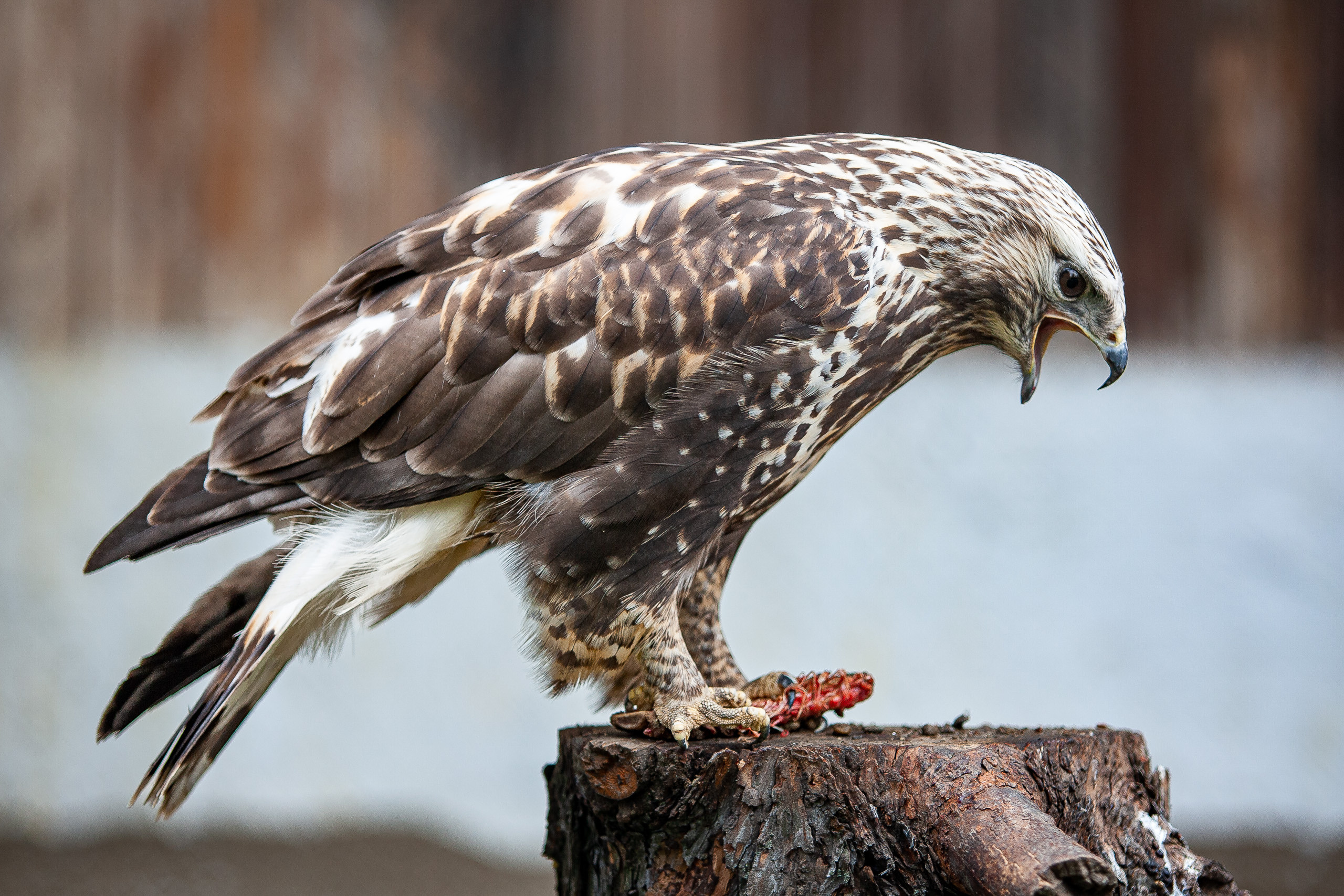 Cats and not only))). Dmitrii Sharov Photographer Israel