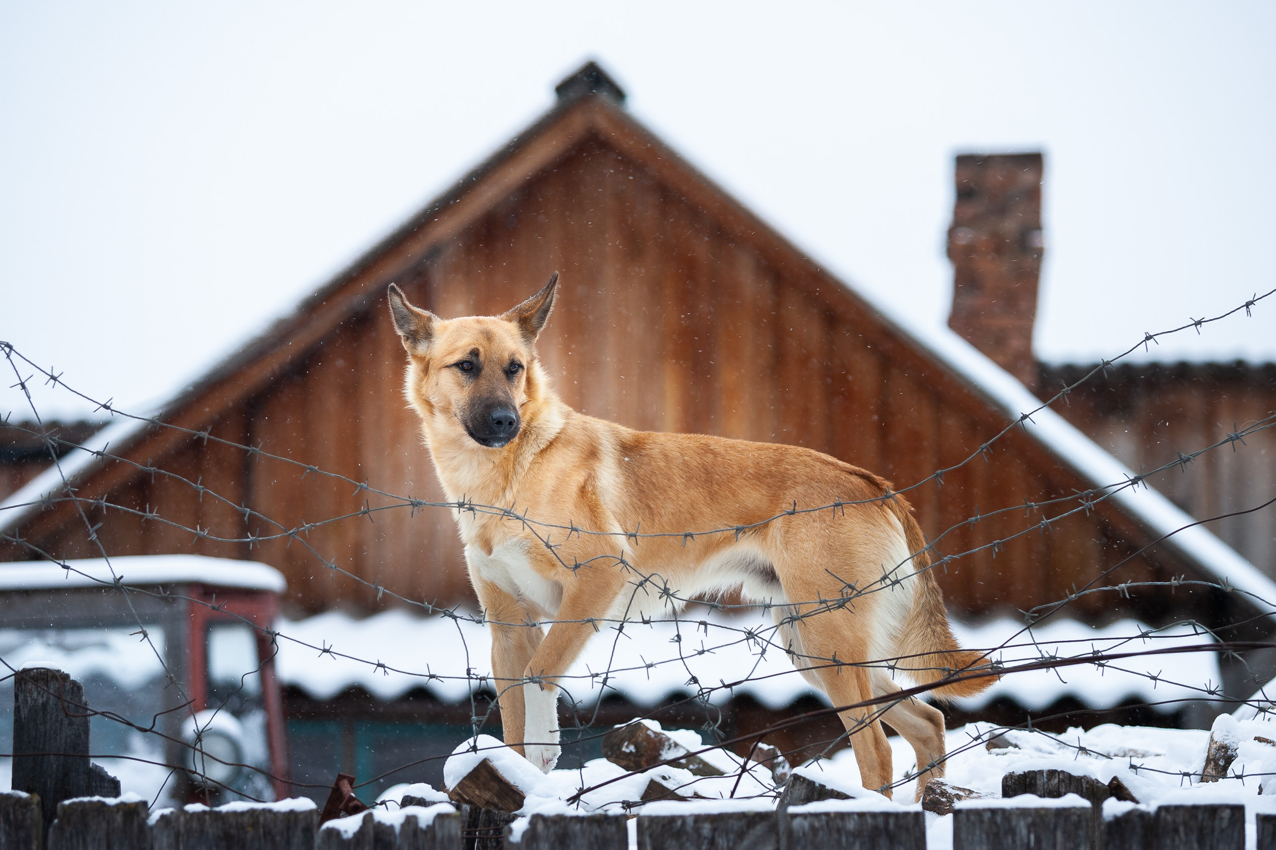Cats and not only))). Dmitrii Sharov Photographer Israel