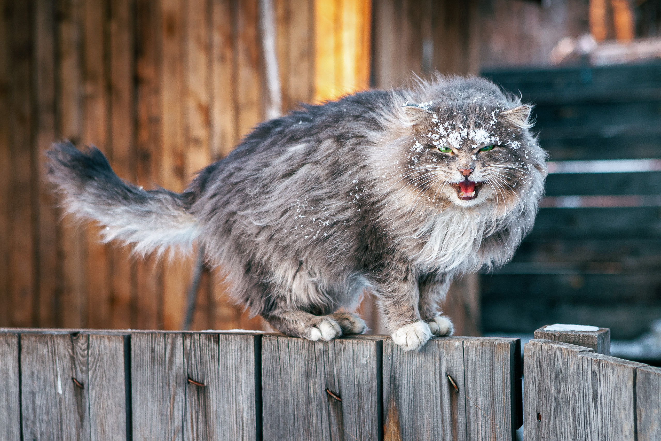Cats and not only))). Dmitrii Sharov Photographer Israel