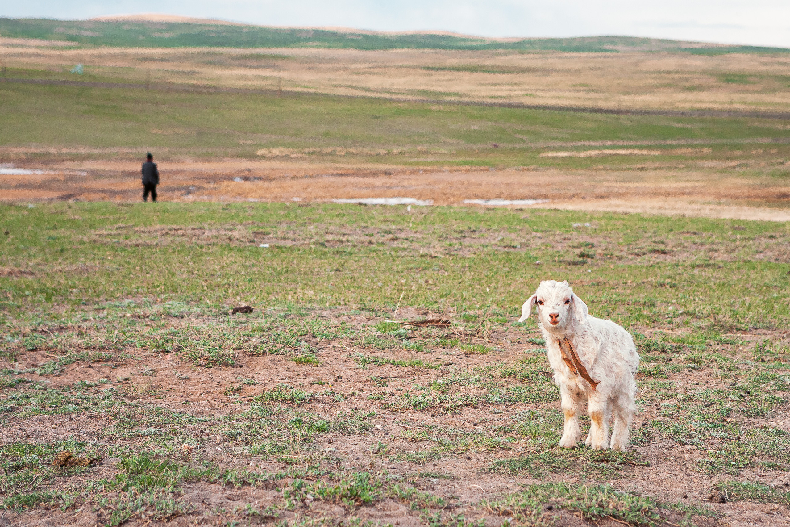 Cats and not only))). Dmitrii Sharov Photographer Israel