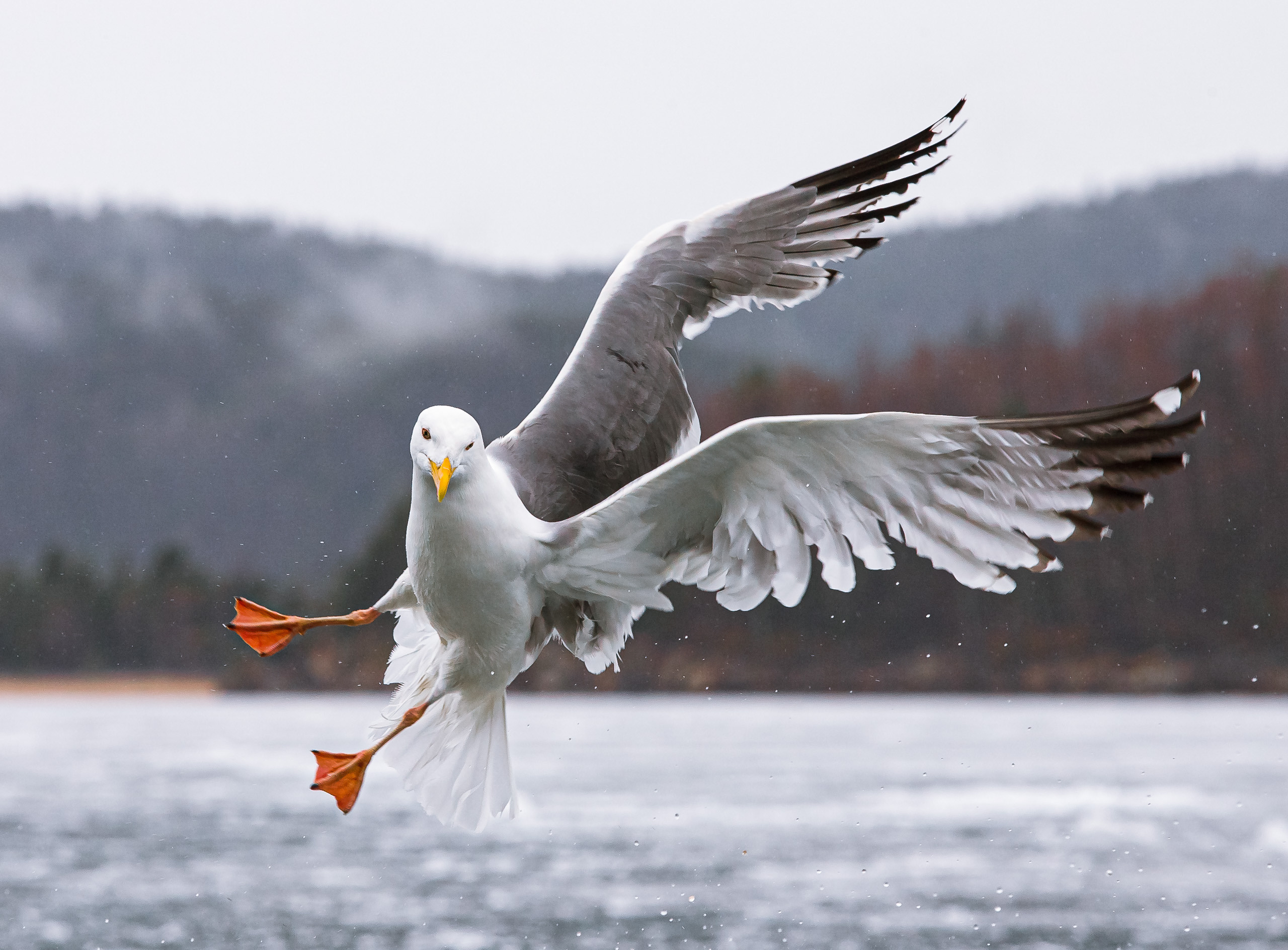 Cats and not only))). Dmitrii Sharov Photographer Israel