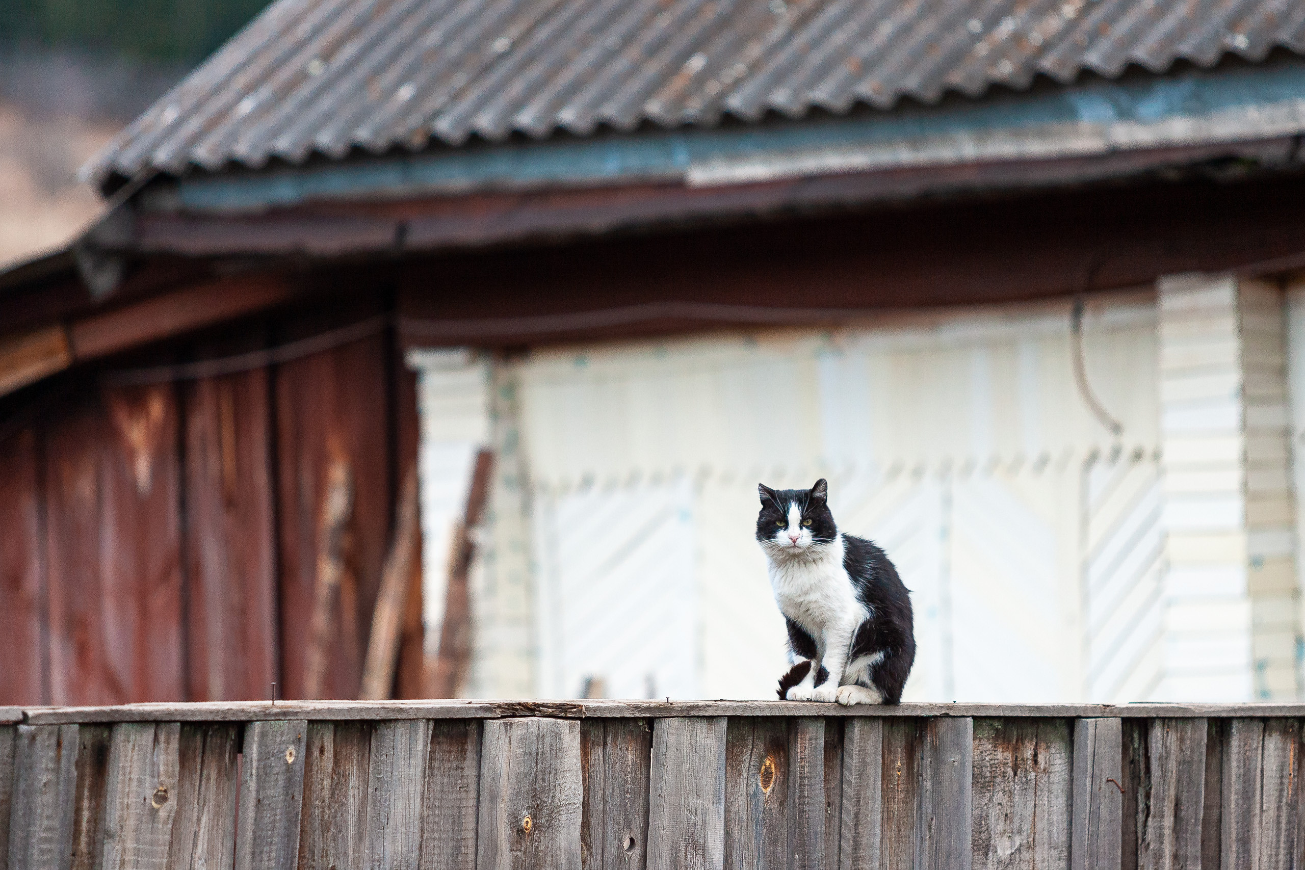 Cats and not only))). Dmitrii Sharov Photographer Israel