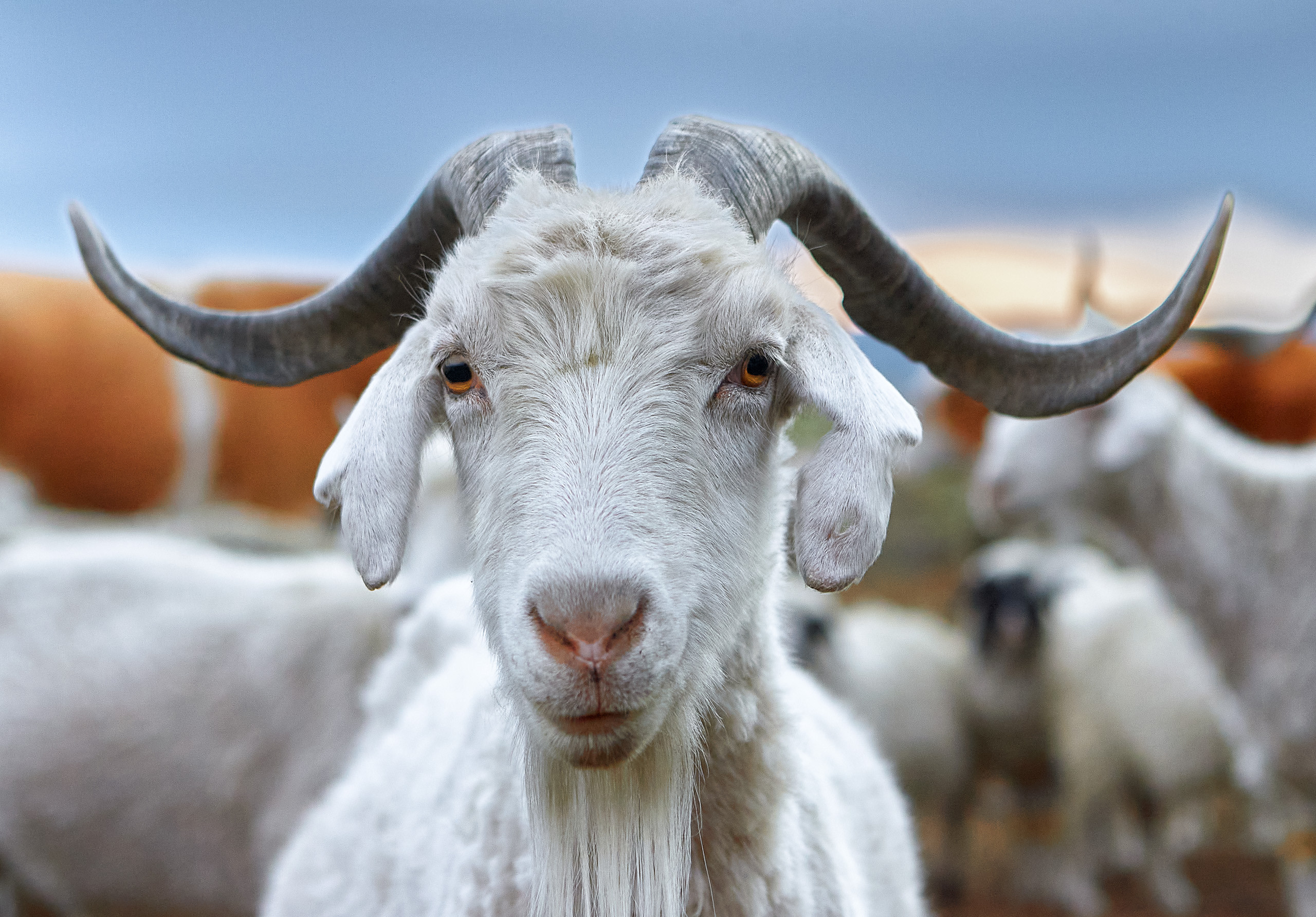 Cats and not only))). Dmitrii Sharov Photographer Israel