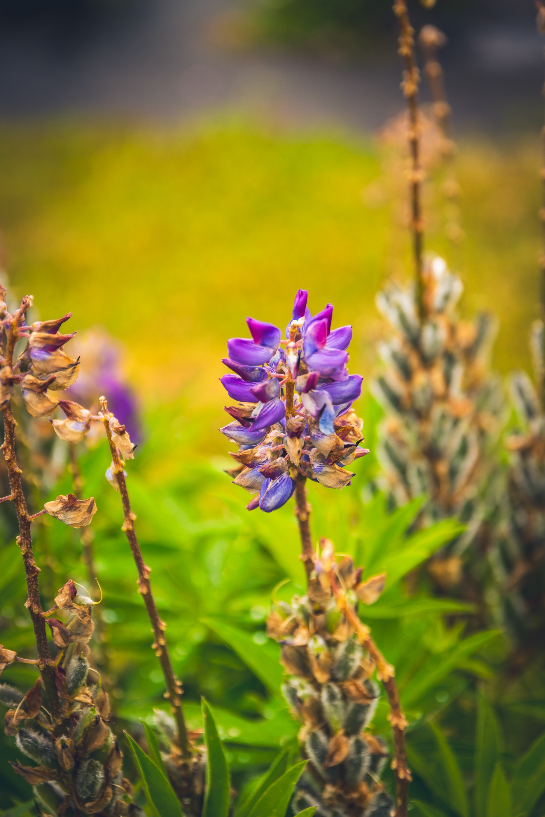 Saarema, reis. Nebula 25 — Fotod teie hingele