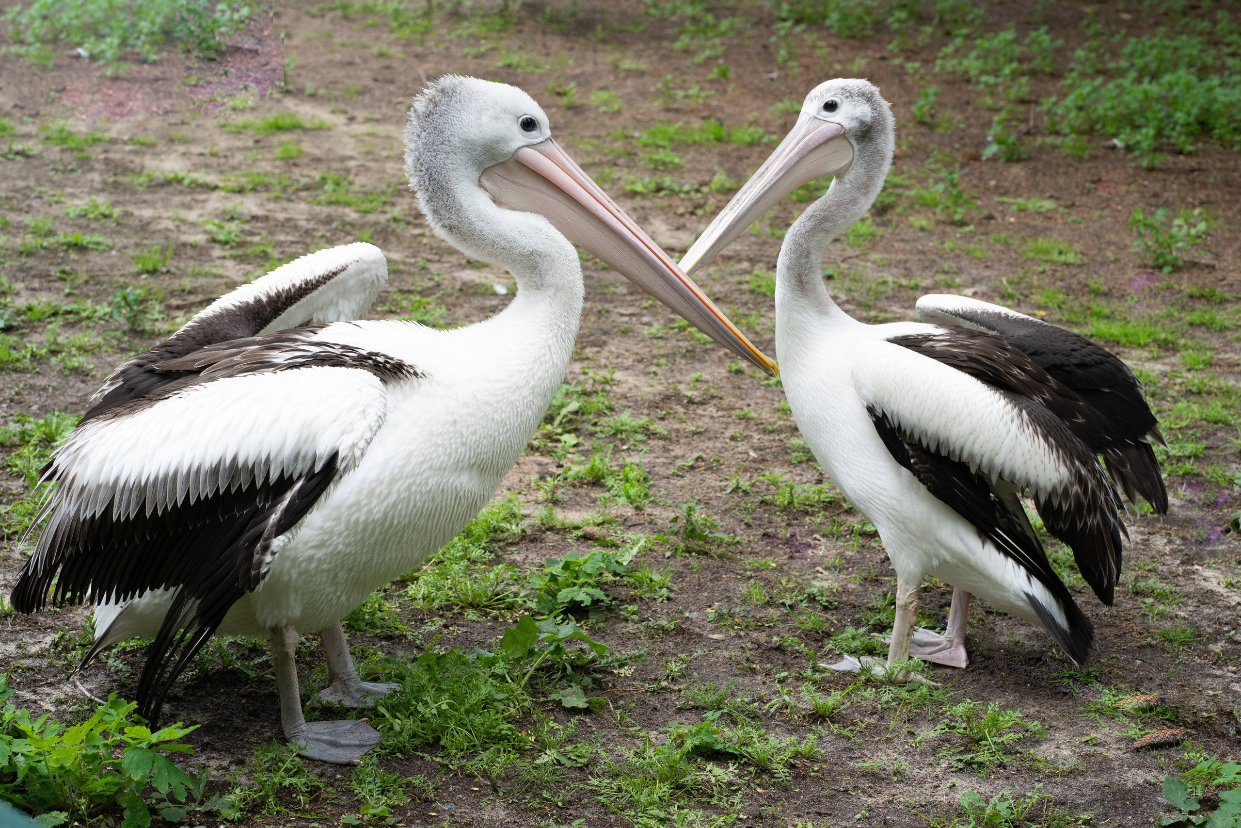 Tierwelt. Bürgerreporter & Amateurfotograf in Hannover