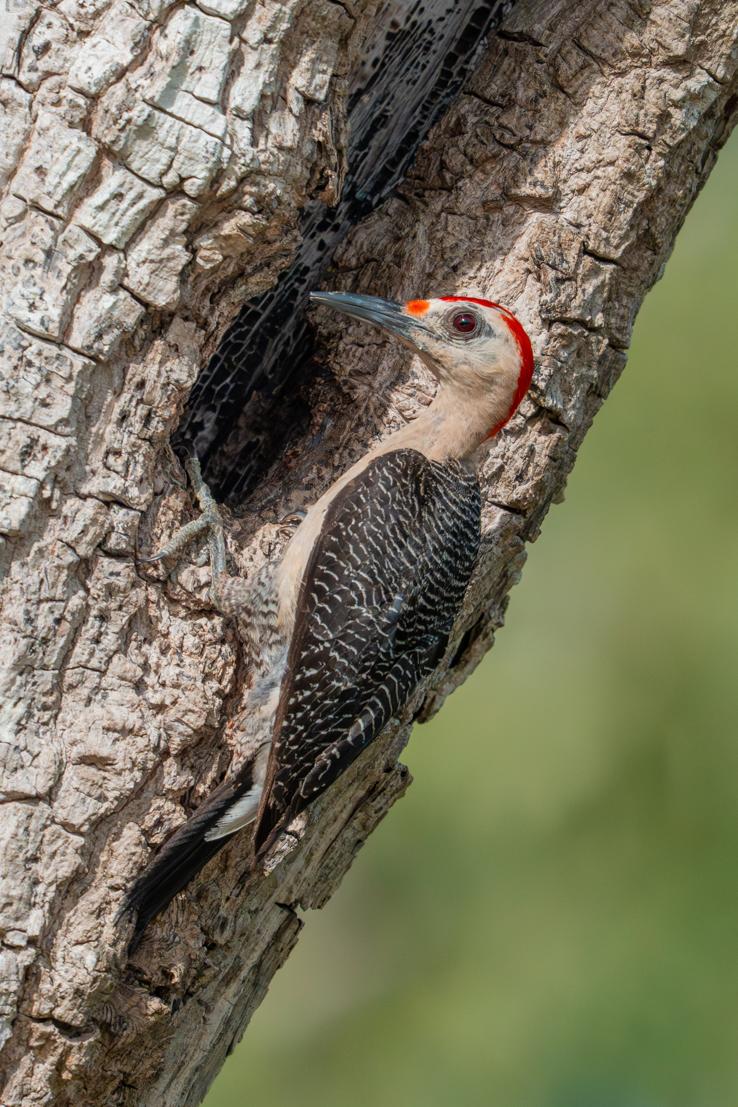 Carpinteros. Nature photographer Yuri Soria-Galvarro