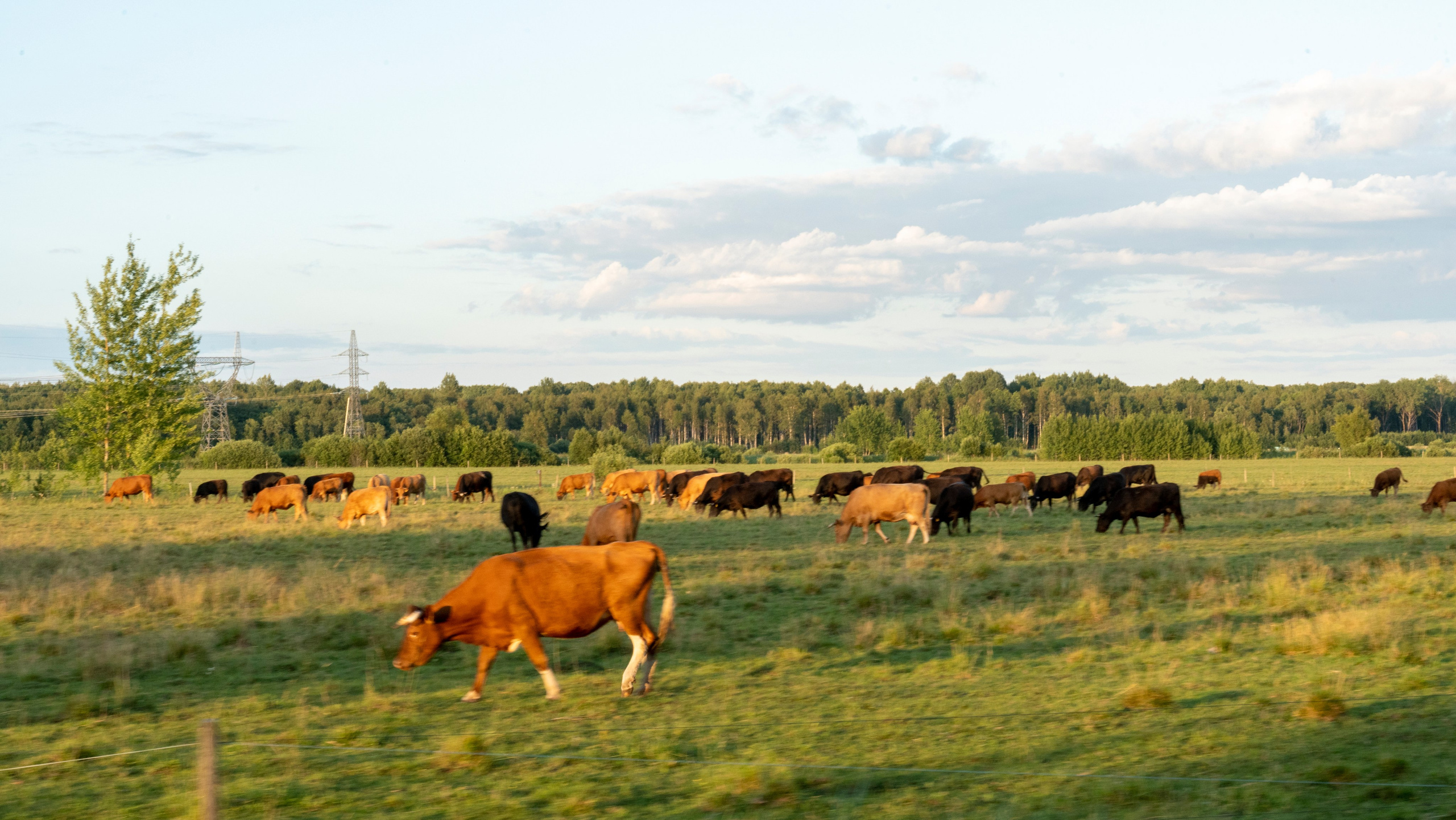 Whispers of Estonia. Photography | Videography | Marketing