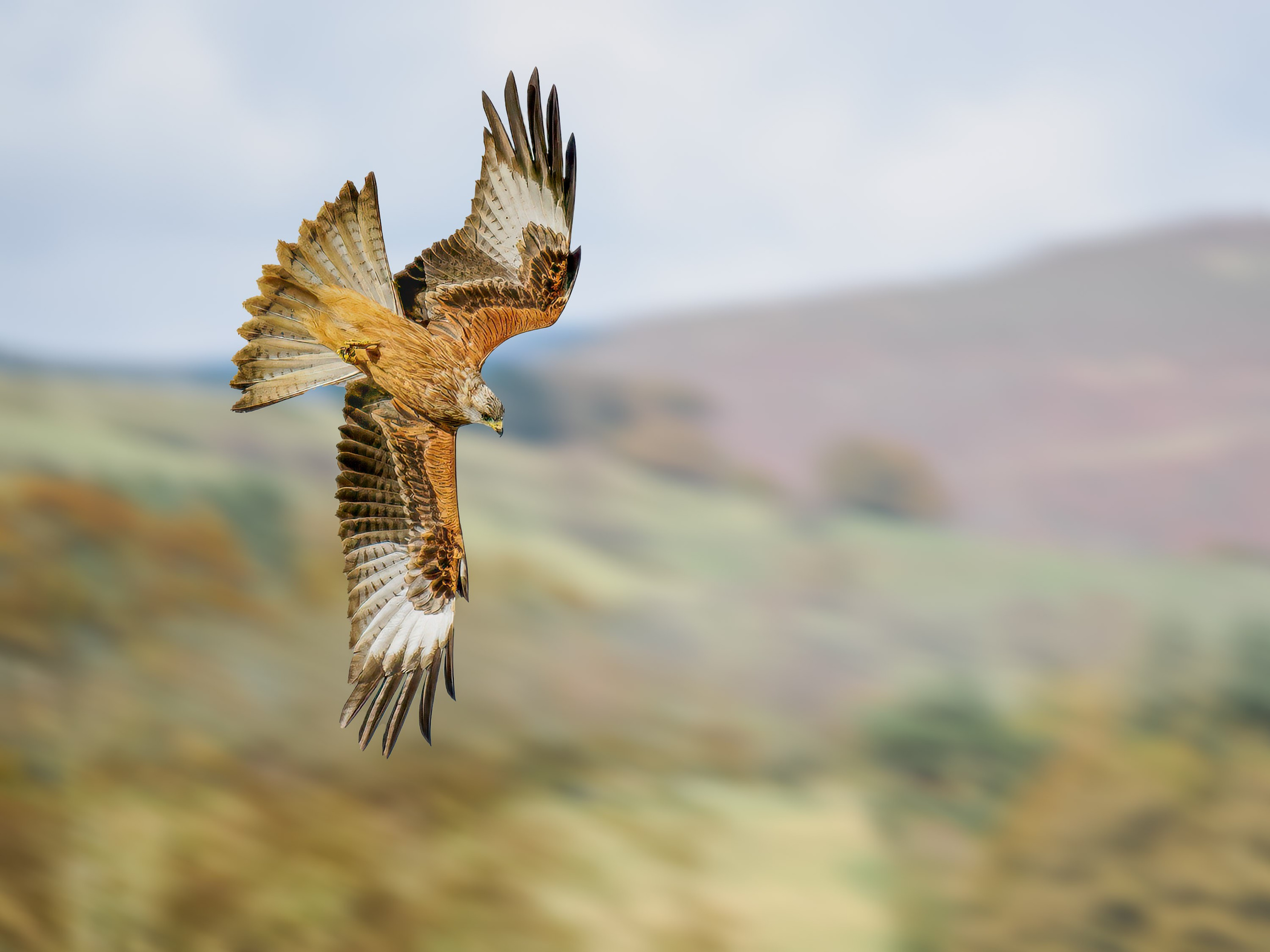 UK Wildlife Photography Gallery. Hedley Wright Photography | East Anglia Sport, Street, Wildlife, Landscape & Astrophotography