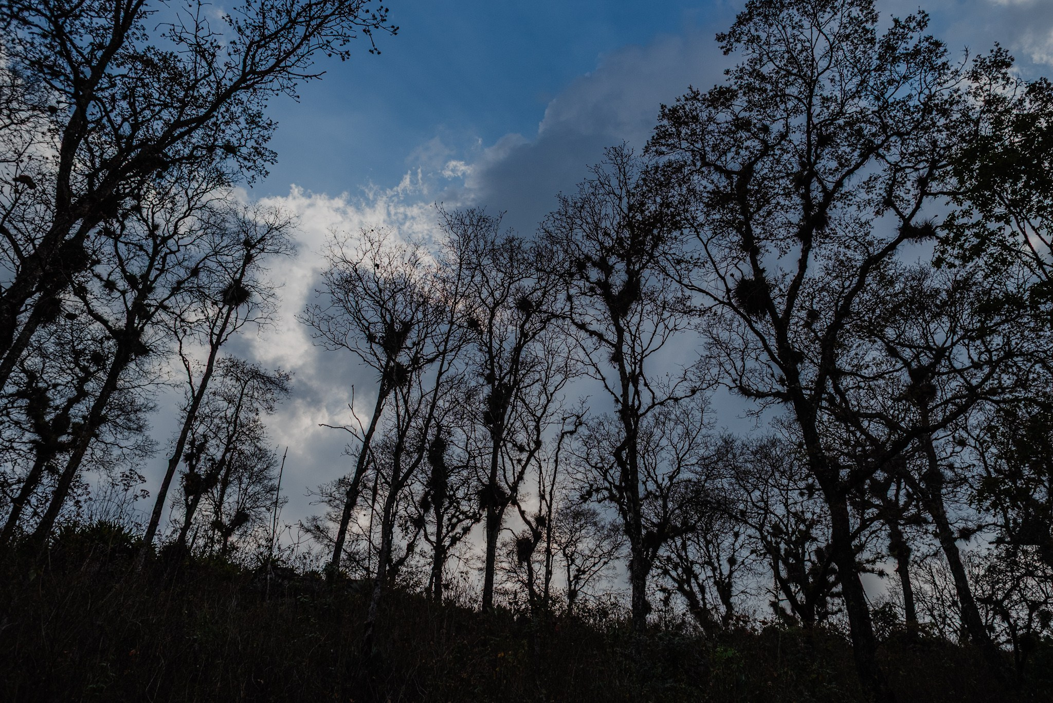 Bosques de San Cristóbal. 2025. Fotógrafo en Villahermosa | ERALPUCHE