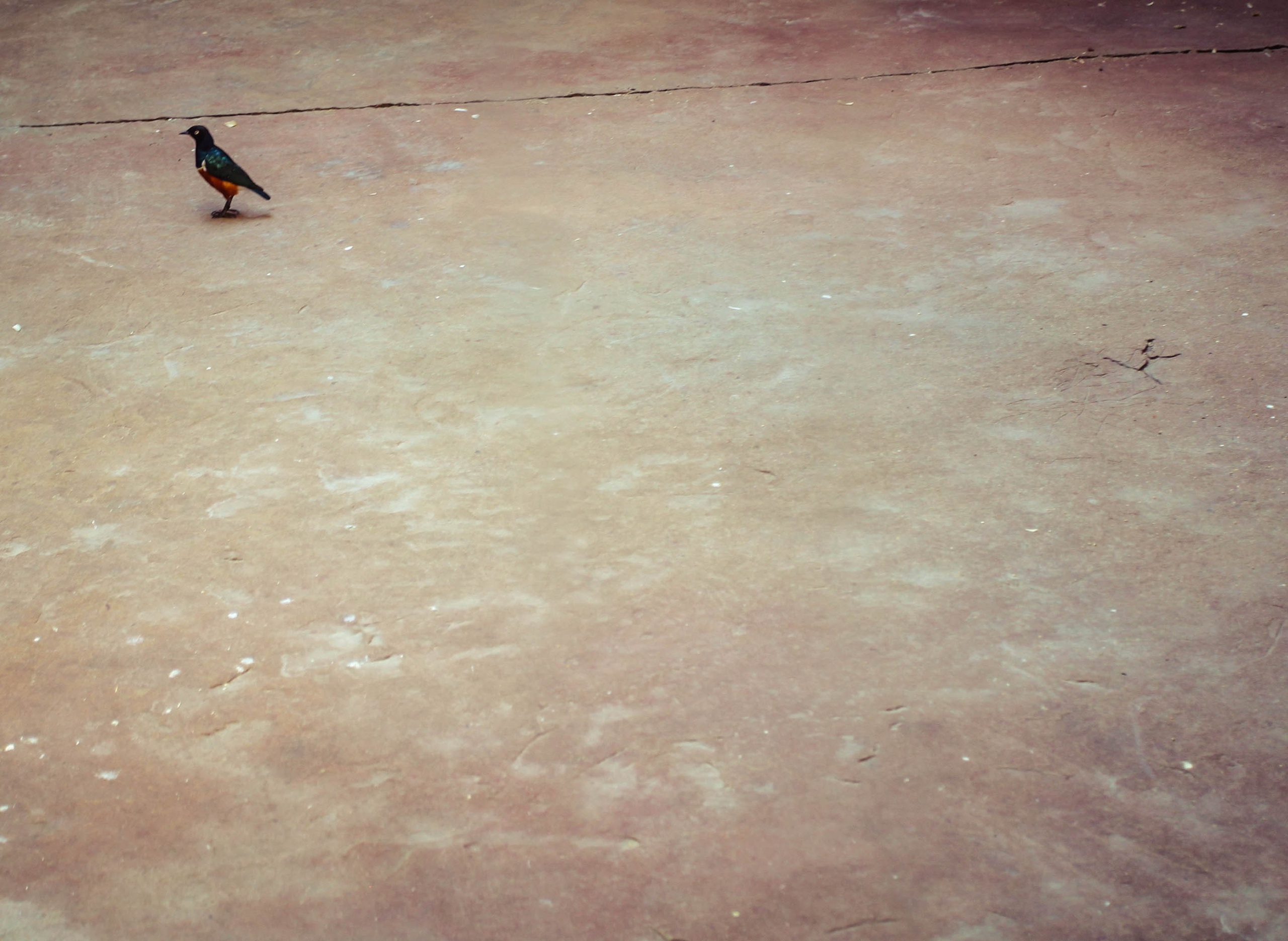 ЧЕХИЯ. Стрит-фотография, полная абсурда, идиотизма и красоты